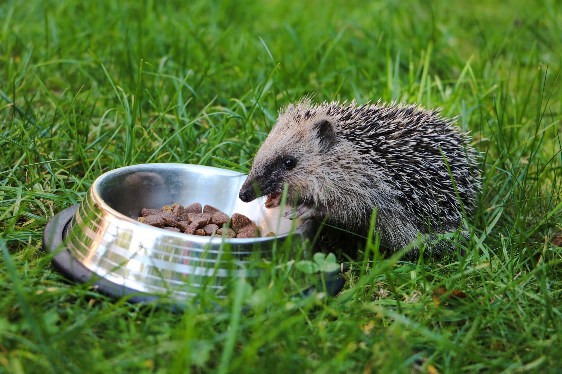 vertebrate, 1080P, plant, hedgehog, animal themes, feeding, animal wildlife, mammal, animal, one animal, eating, animals in the wild, animals, grass, no people, HD Wallpaper