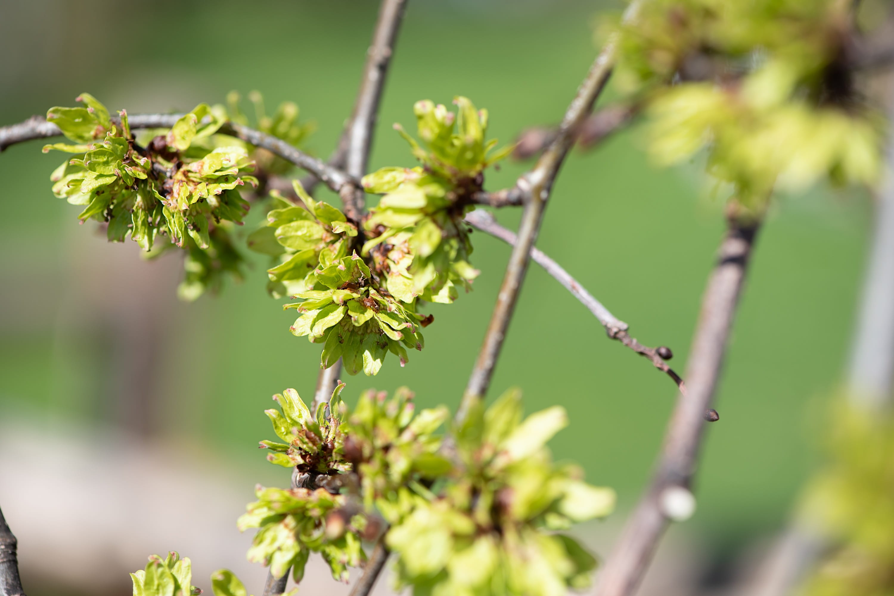 outdoors, close up, no people, bud, fragility, green leaves, plant part, focus on foreground, green color, flowering plant, tree leaves, close-up, green, HD Wallpaper