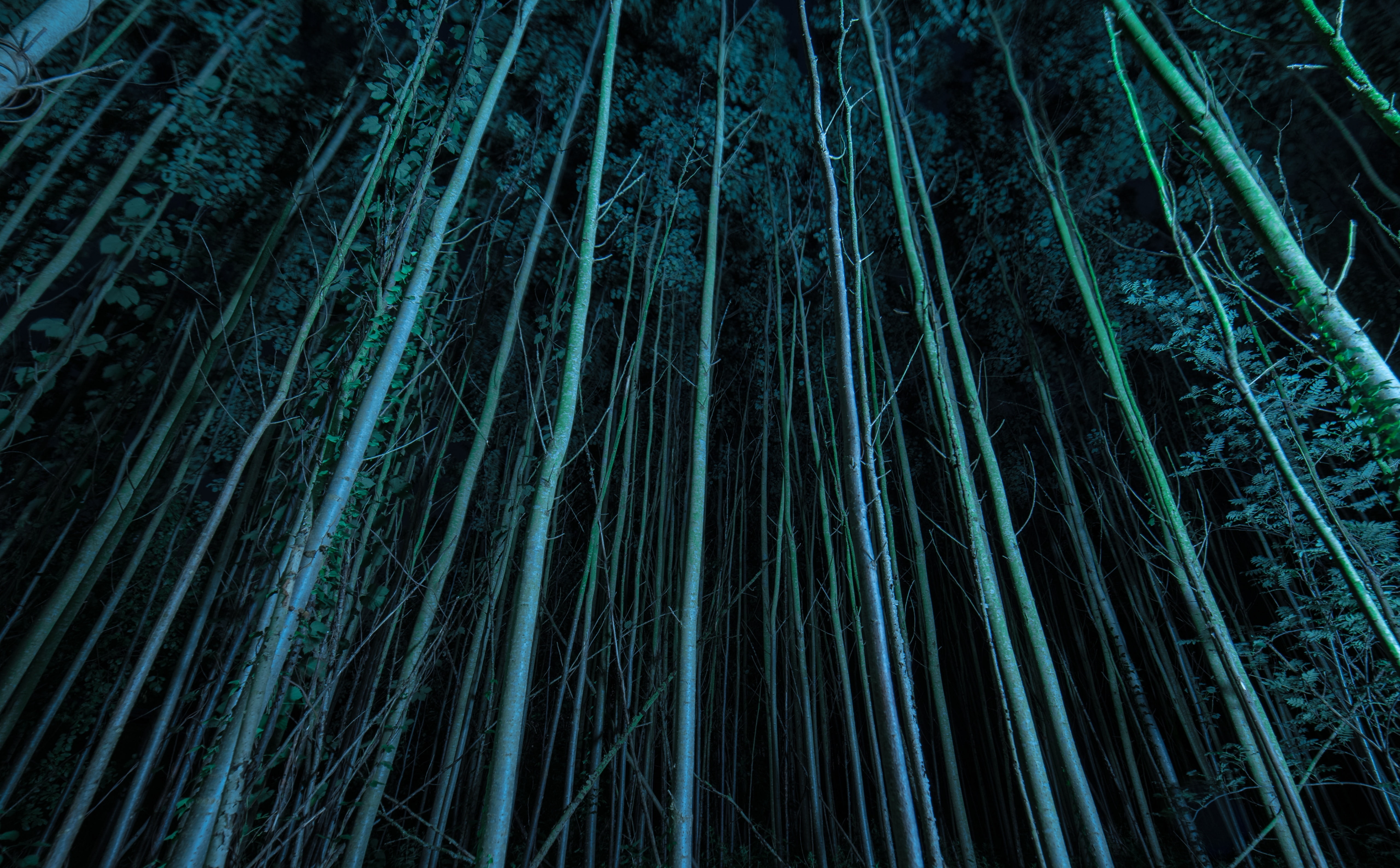 growth, gloomy, backgrounds, view, tightrees, s, forest, green color, worm, dark blue, darkness, low angle view, eye, bamboo - plant, pine woodland, blackforest, HD Wallpaper