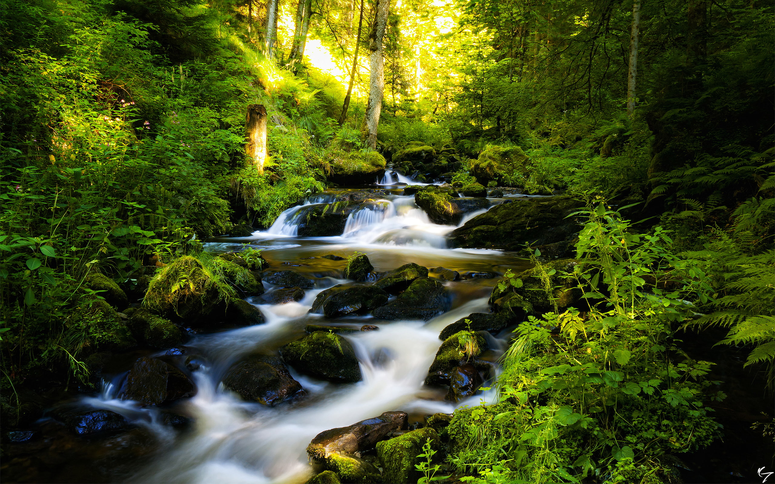 motion, photography, blurred motion, falling water, ravennaschlucht, plant, canon, long exposure, rainforest, waterfall, canon500d, flowing, germany, tree, HD Wallpaper