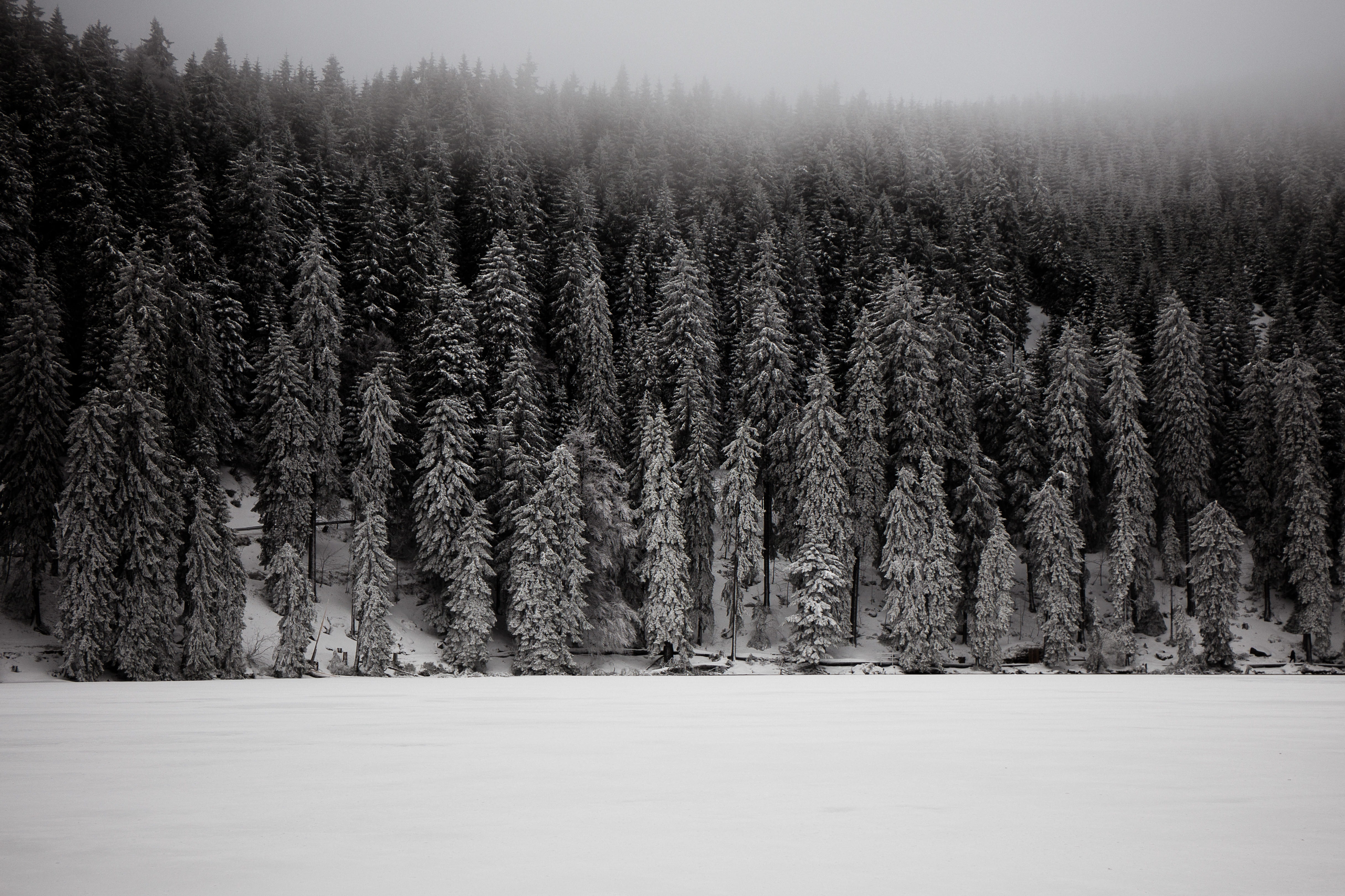 germany, pine tree, pine woodland, mummelsee, pine, tranquility, white, growth, grayscale, scenics - nature, snowing, non-urban scene, landscape, woodland, HD Wallpaper