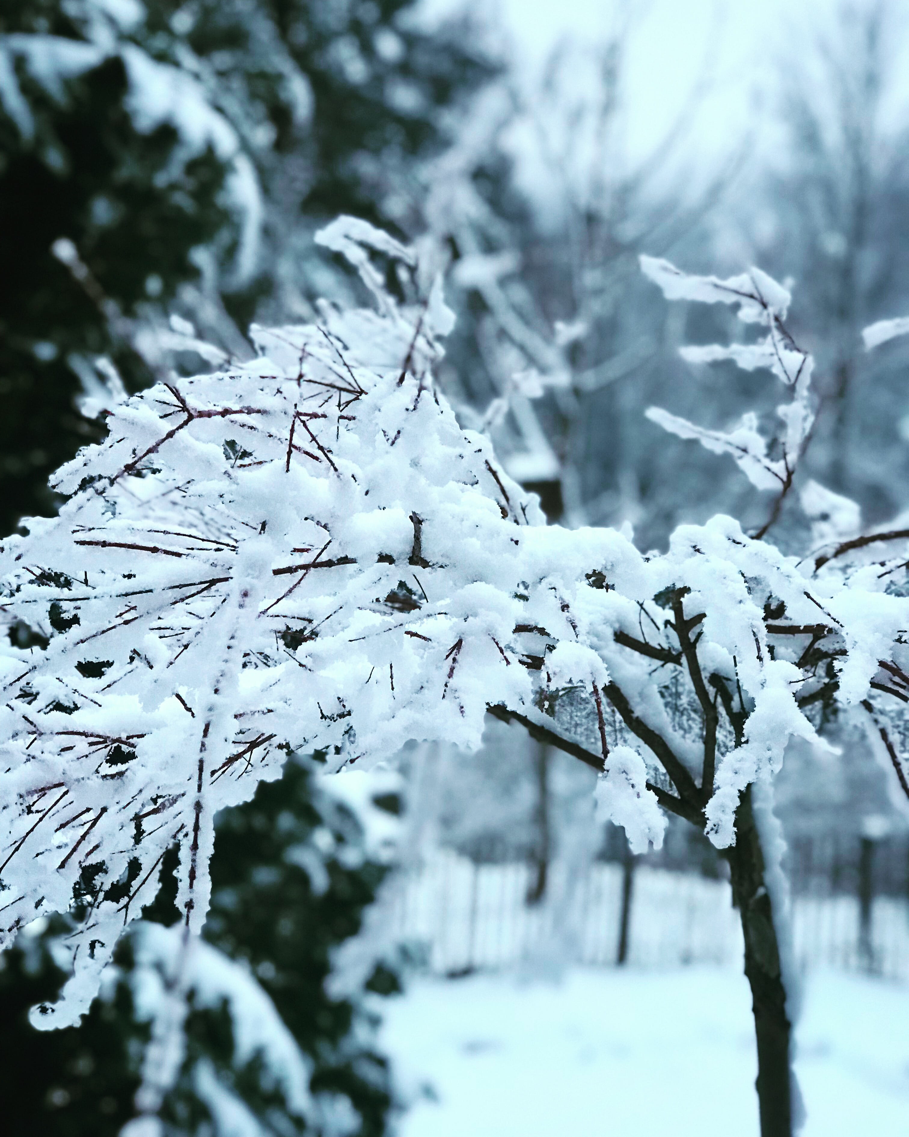 schwarzwald, no people, tranquil scene, branch, day, frozen, icicle, white, germany, land, frost, close-up, focus on foreground, tower, storm, covering, Phone HD Wallpaper