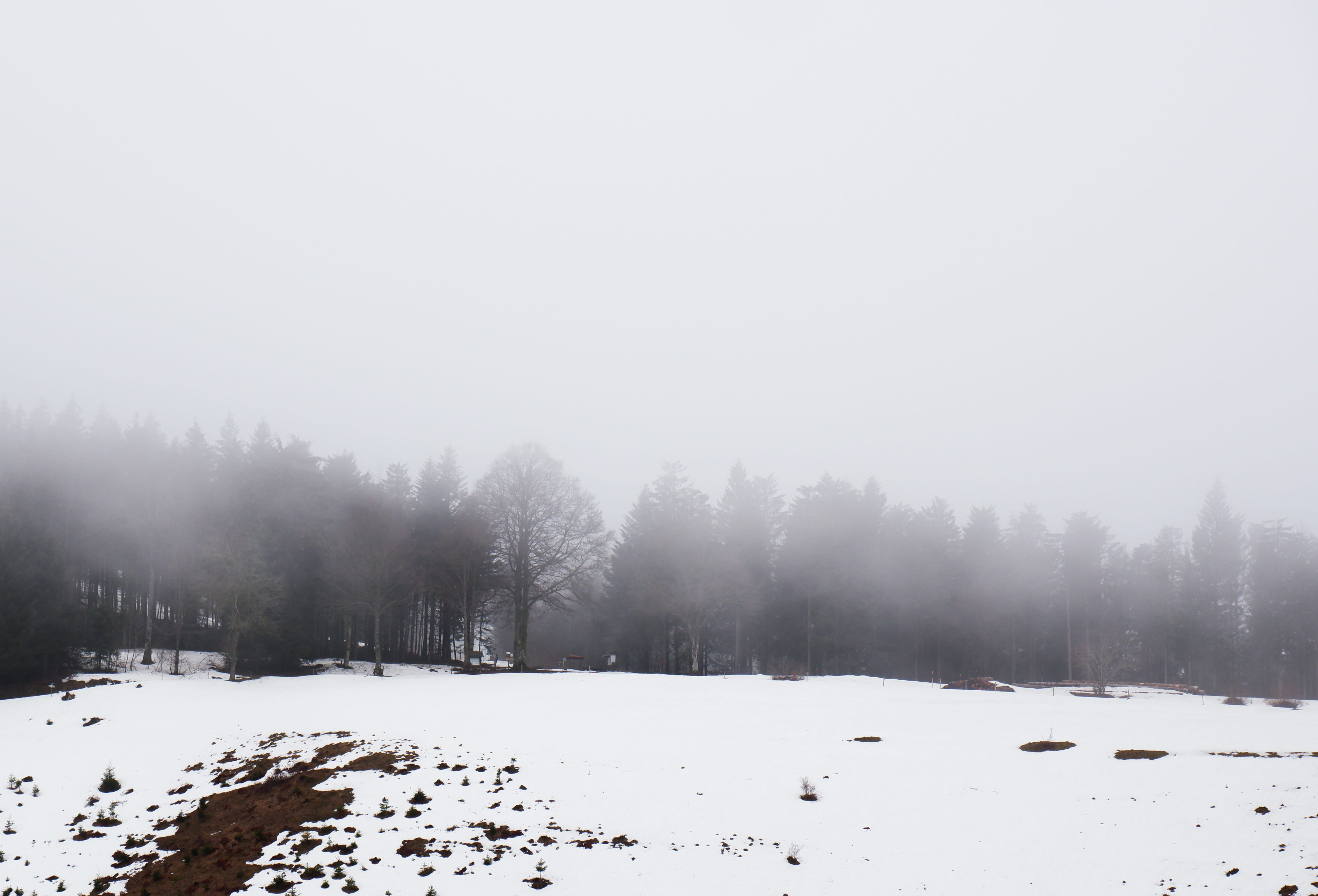 non-urban scene, snowing, tree, tranquil scene, plant, scenery, day, blackforest, land, white color, copy space, animal, beauty in nature, no people, mist, HD Wallpaper