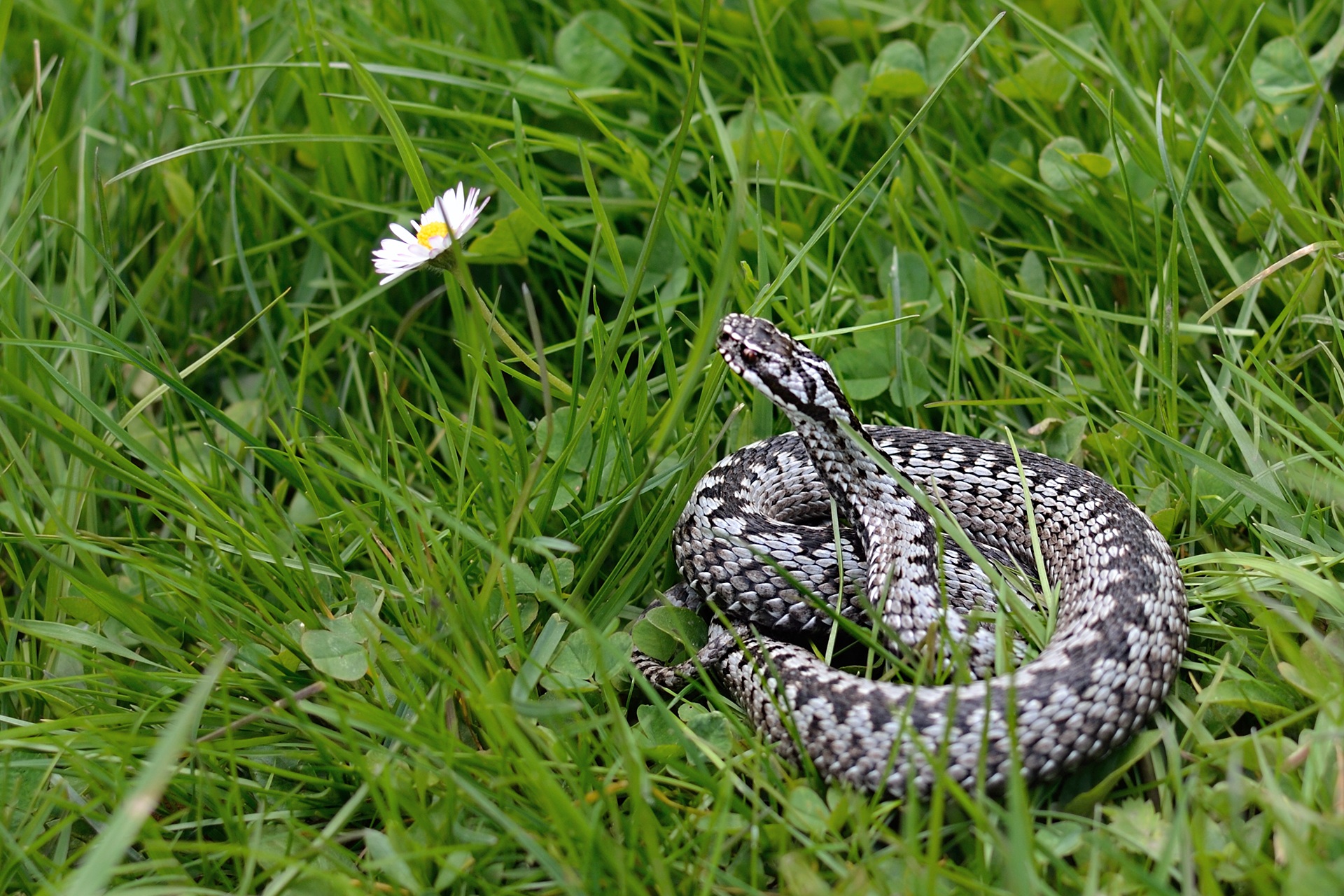 plant, one animal, nature, field, animals in the wild, vipera berus, animal themes, growth, grass, land, animal, beauty in nature, outdoors, viper general, HD Wallpaper