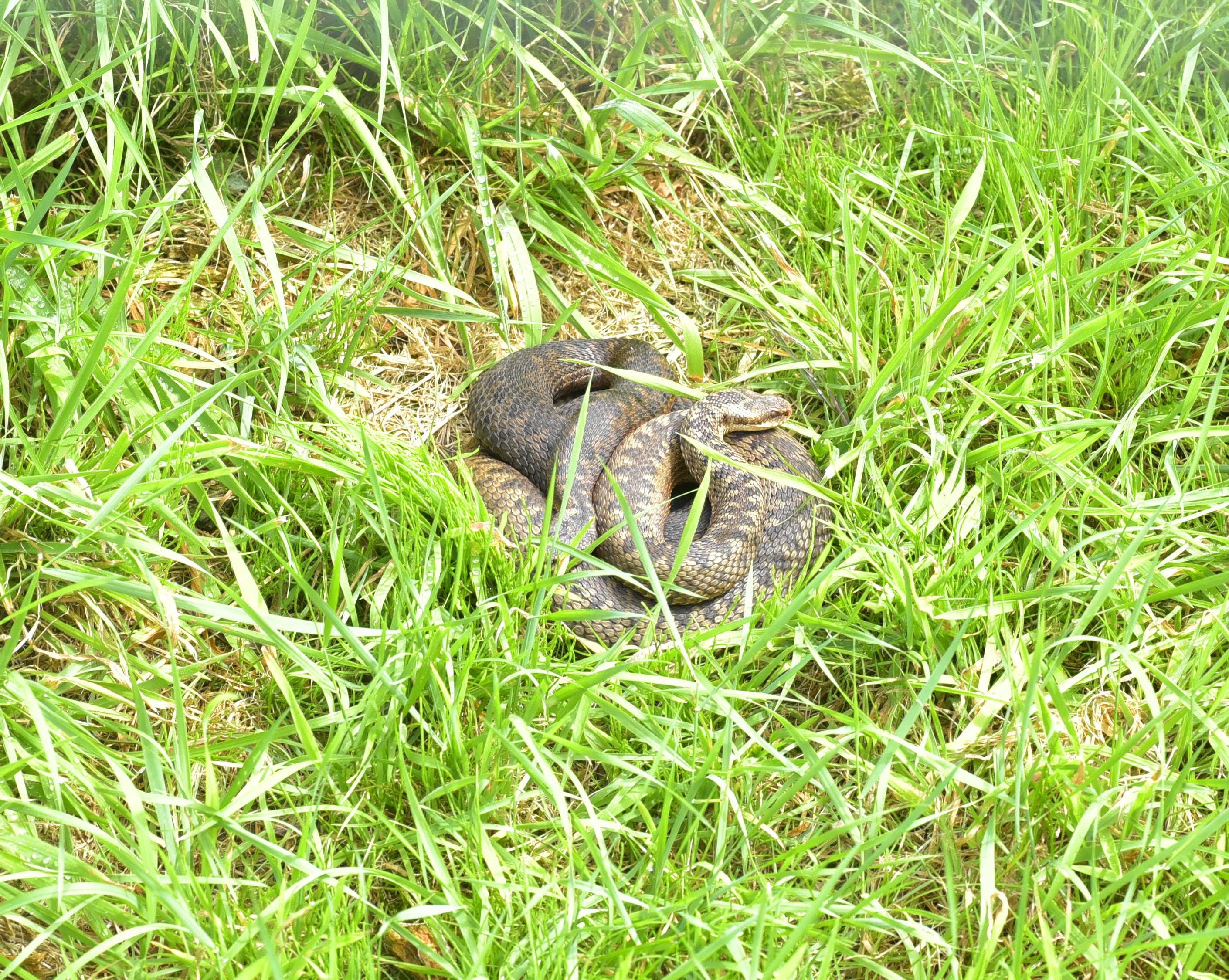 plant, mouse hunter, animal wildlife, animal themes, one animal, snake, animals in the wild, 2K, small, adder, high angle view, vipera berus, gifttig, HD Wallpaper