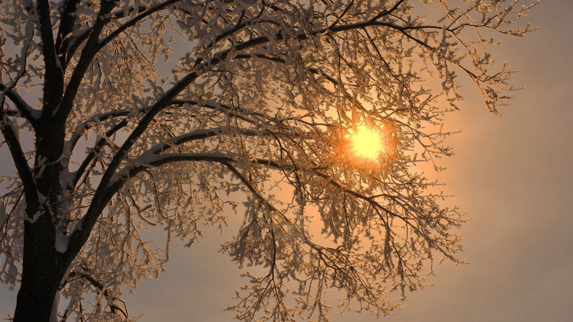 lens flare, plant, sunlight, bare tree, beauty in nature, outdoors, trees, branch, tree, tranquil scene, low angle view, 1080P, winter, no people, silhouette, HD Wallpaper