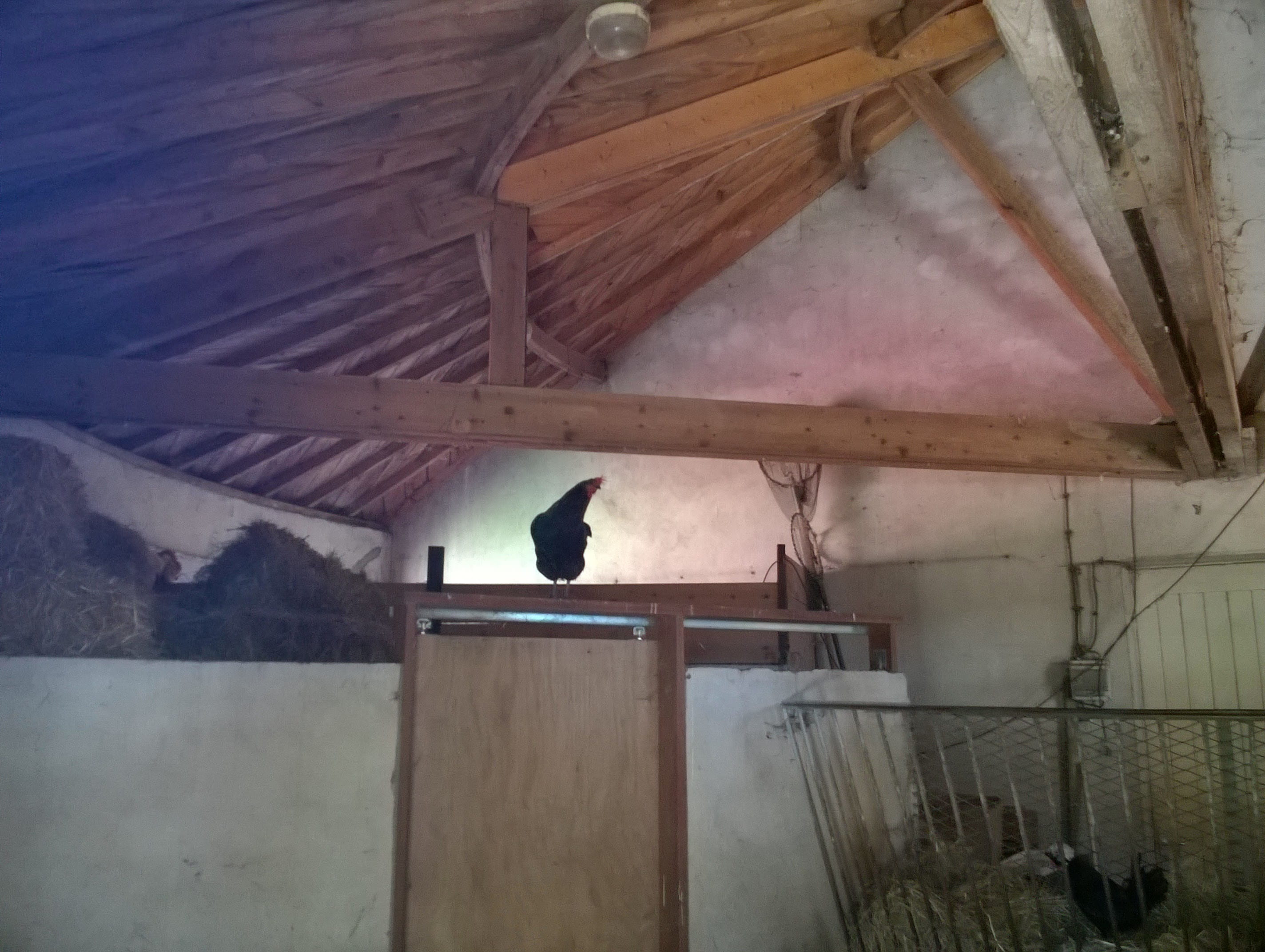 roof beam, built structure, one animal, ceiling, house, one person, france, day, nantes, low angle view, farm, roof, wood - material, vertebrate, barn, HD Wallpaper