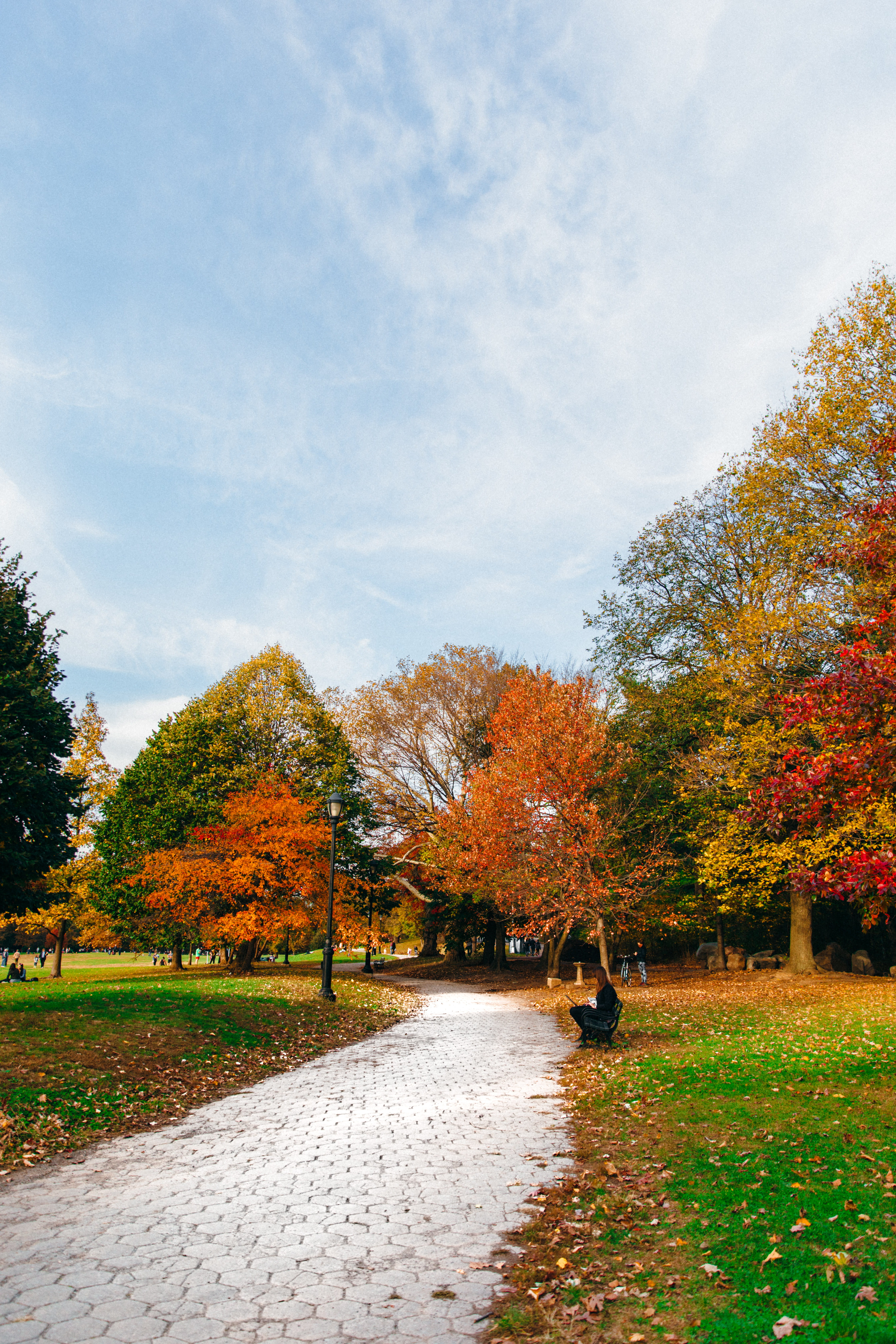 tree, nature, tranquility, beauty in nature, diminishing perspective, sky, direction, treelined, autumn, the way forward, scenics - nature, green color, Phone HD Wallpaper