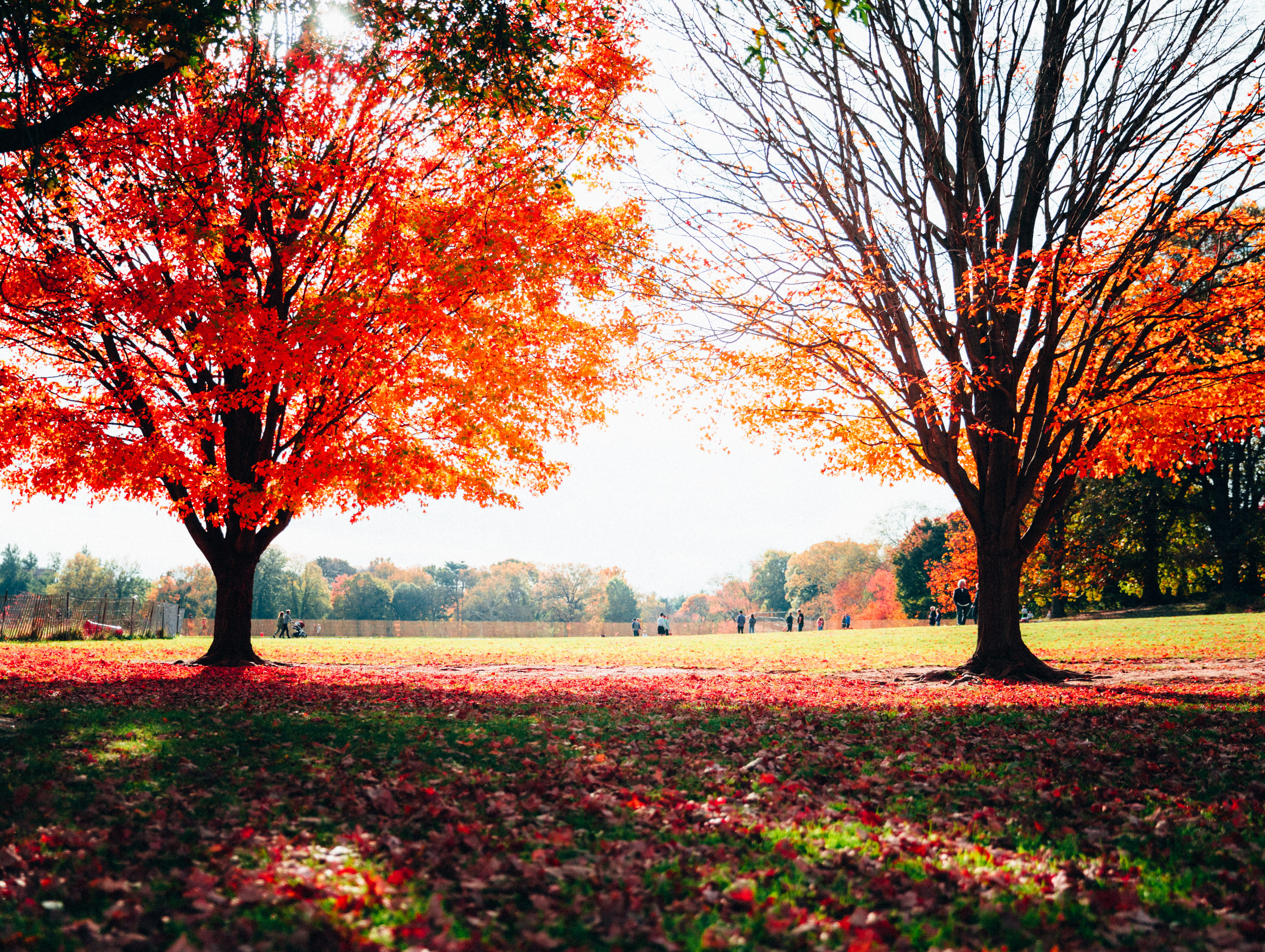 tranquil scene, park, beauty in nature, tranquility, city, orange color, leaf, outdoors, change, new york autumn, autumn, new york, new york city, park - man made space, HD Wallpaper