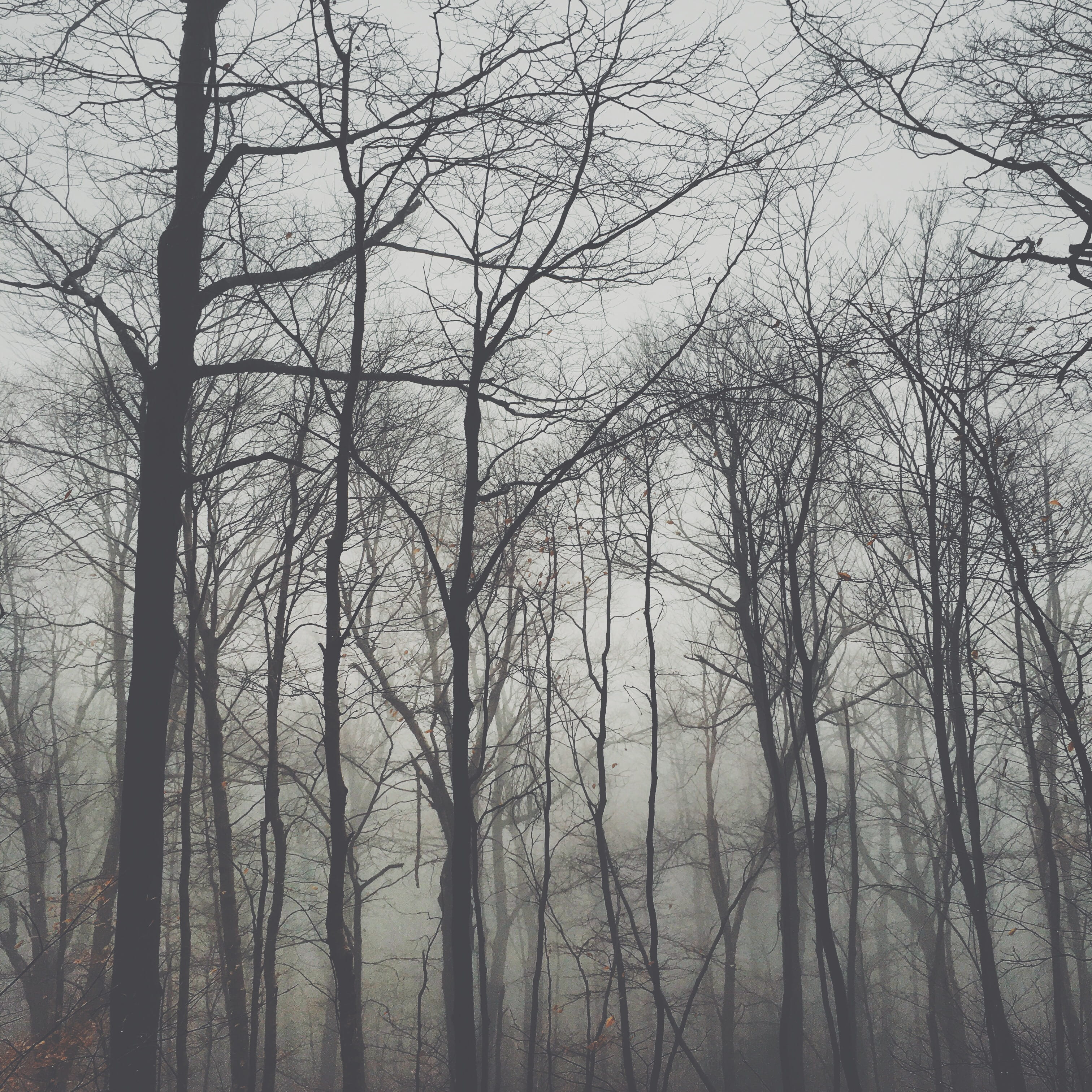 low angle view, branch, tranquil scene, fog, bare tree, tree, beauty in nature, tranquility, outdoors, land, 2K, united states, nature, day, tree trunk, Phone HD Wallpaper