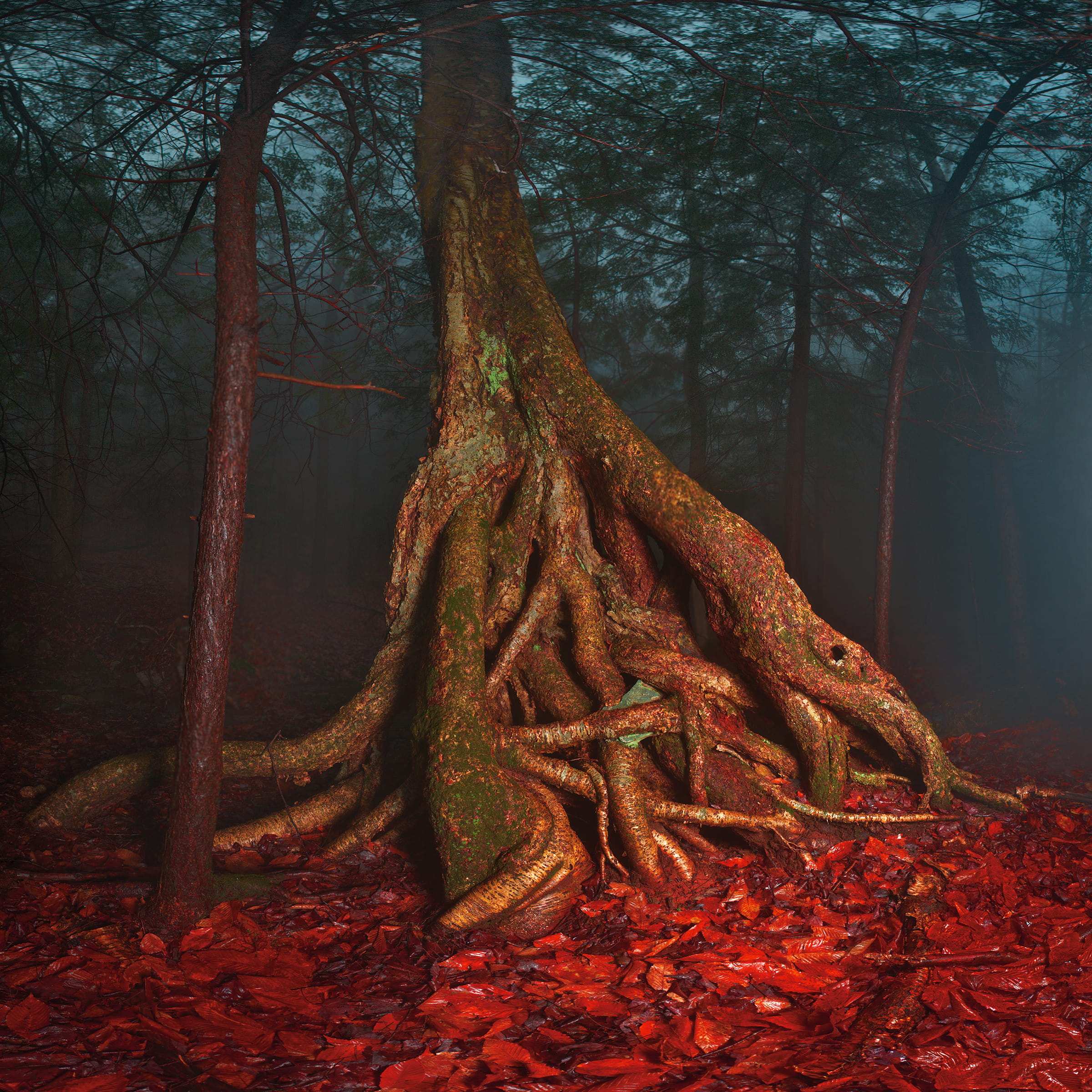 branch, change, trunk, platte clove preserve - catskill center, land, tangled, environment, outdoors, woodland, 1080P, forest, nature, no people, red, Phone HD Wallpaper