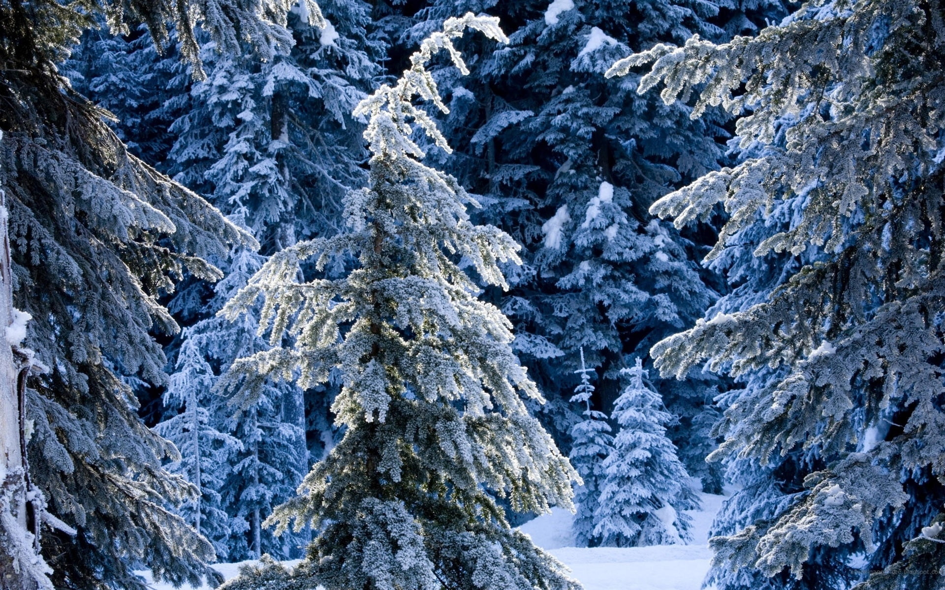 day, tranquility, cold - Temperature, spruce Tree, coniferous Tree, cold temperature, land, nature, blue, rock, plant, scenics, snowing, season, landscape, HD Wallpaper