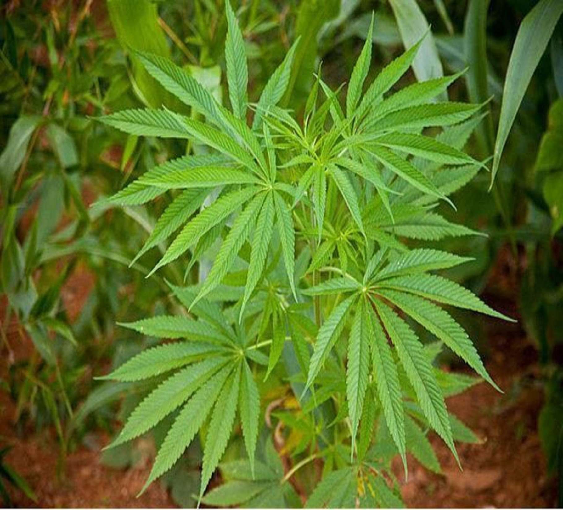 medicine, herbal medicine, 720P, cannabis plant, no people, close-up, nature, recreational drug, beauty in nature, green color, marijuana - herbal cannabis, HD Wallpaper