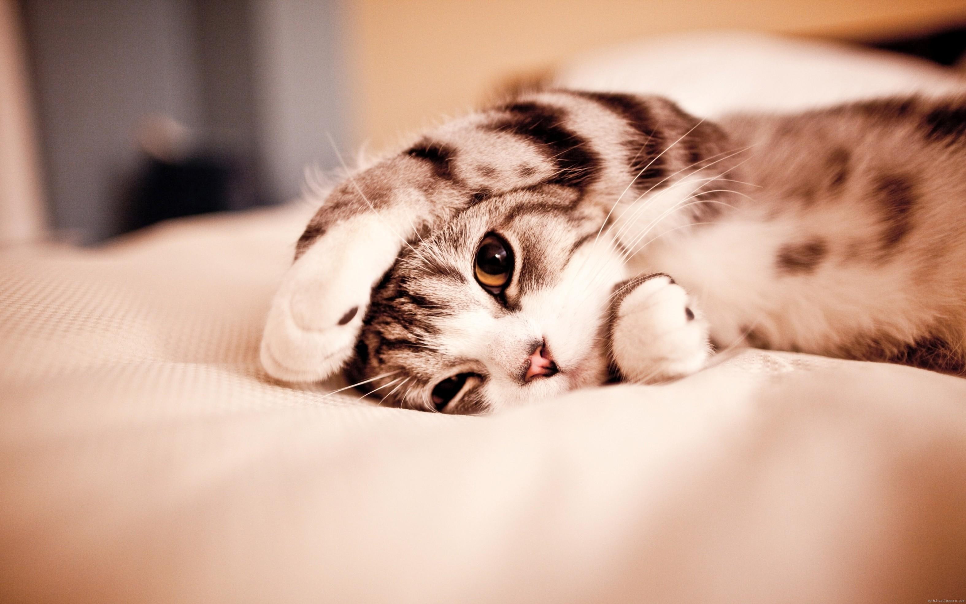 coated, cat, 2K, wake, kitten, white, animal, brown, short, don, wanna, t, HD Wallpaper