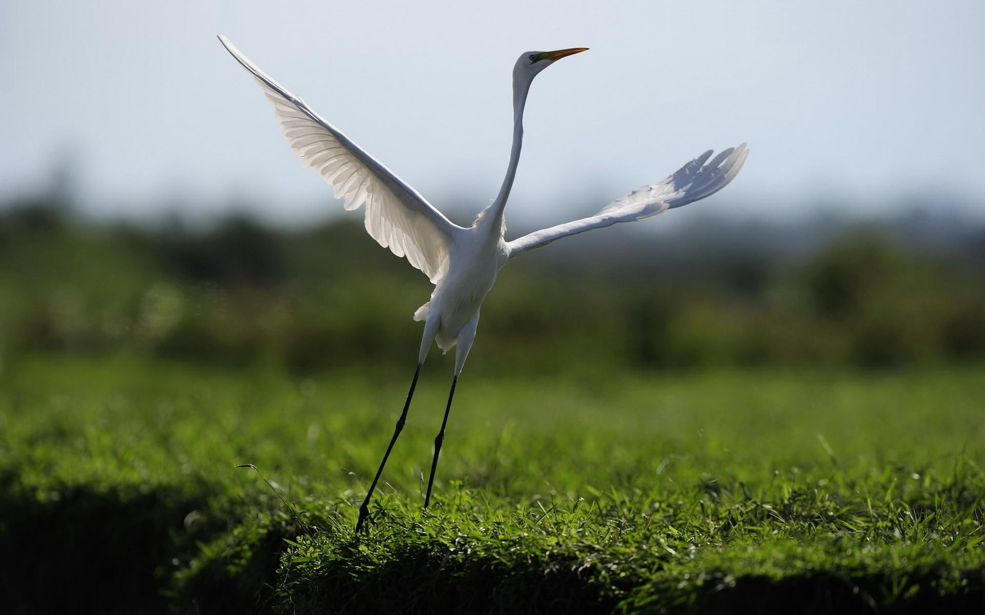 humor, grass, 1080P, animals, funny, piece, wanna, wings, photography, white, nature, field, feathers, bird, HD Wallpaper