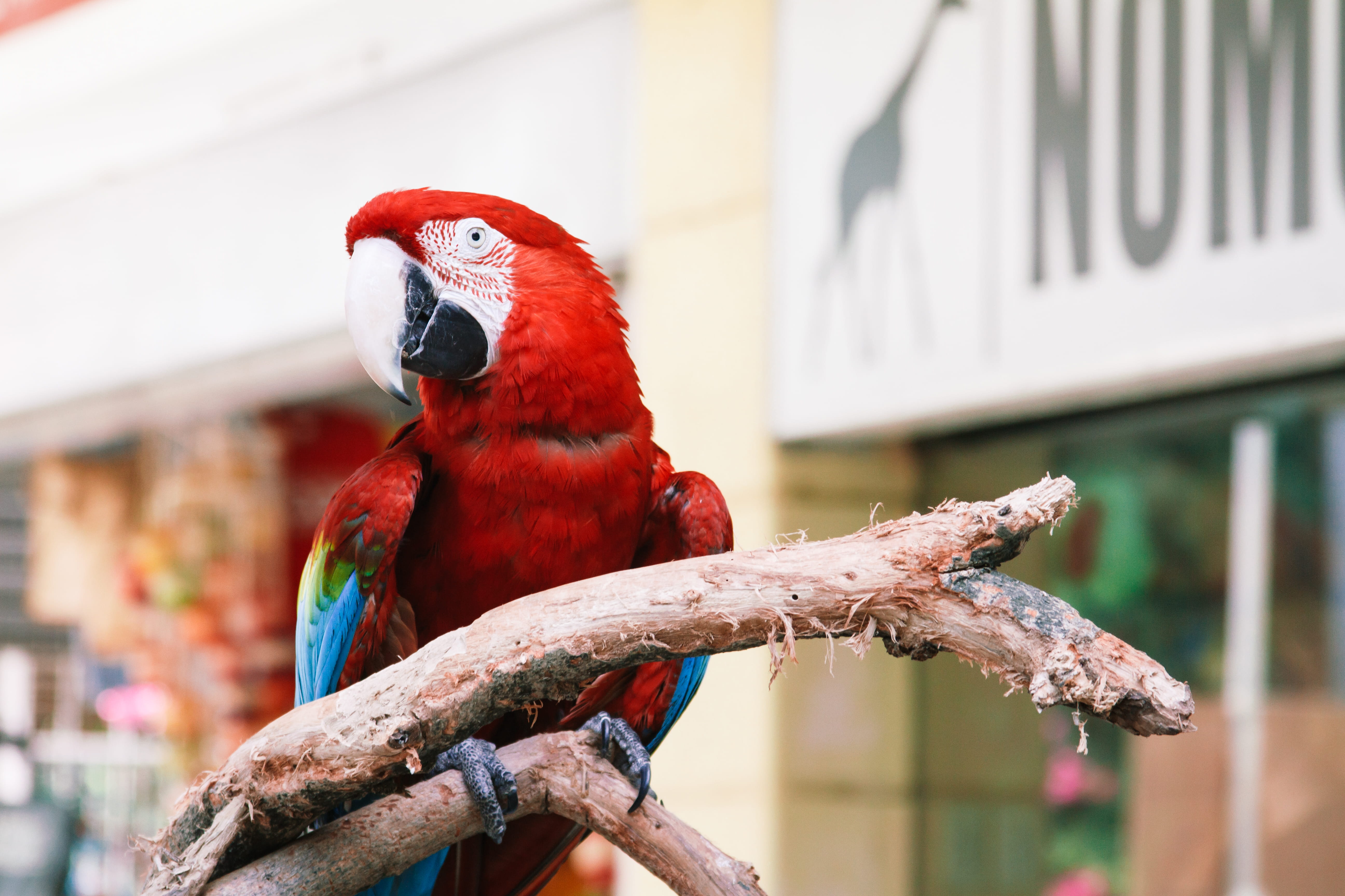 vertebrate, animals in the wild, branch, animal, outdoors, 5K, day, no people, animal wildlife, red, market, flying, baluerte, animal themes, tree, focus on foreground, HD Wallpaper