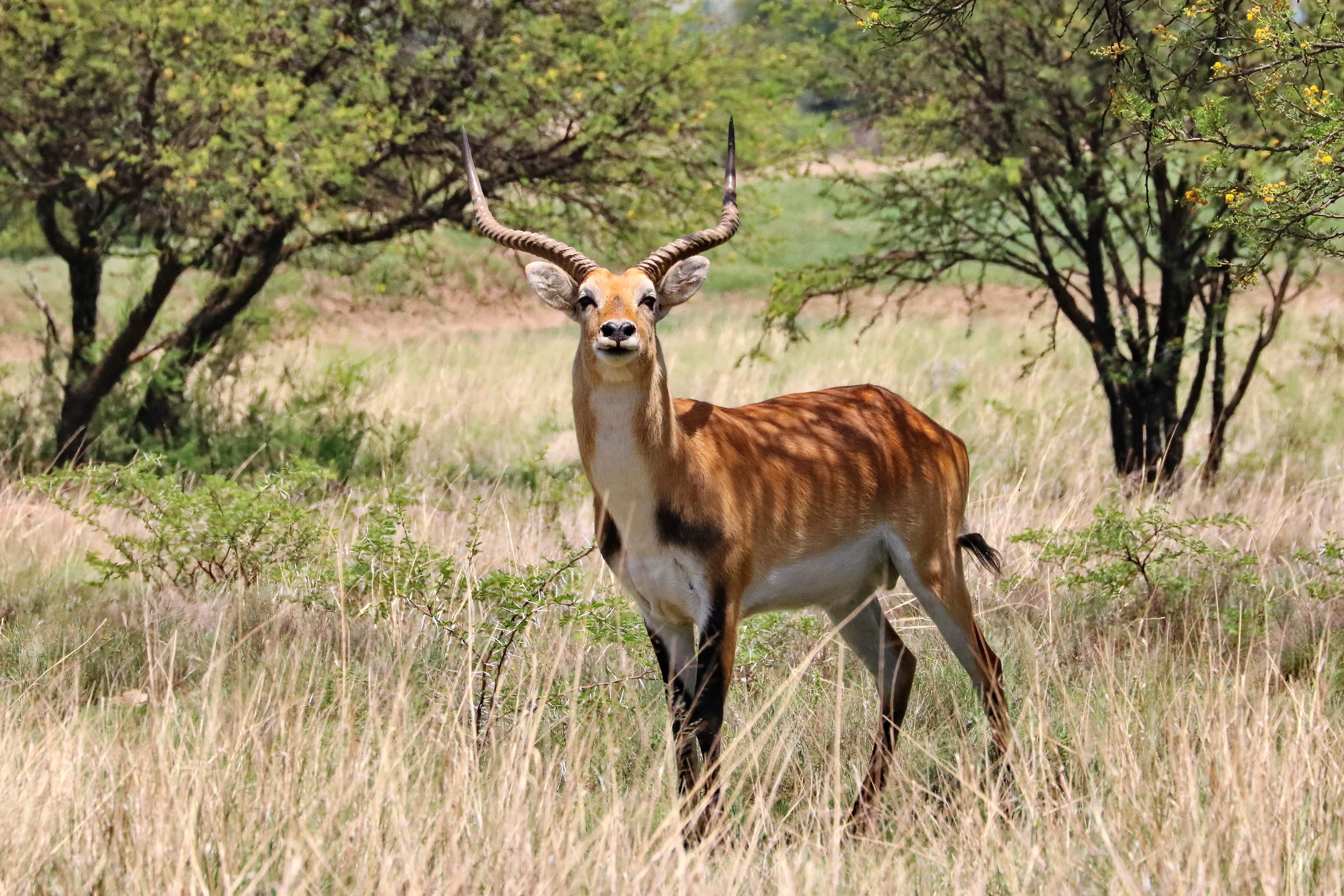herbivorous, antelope, field, 4K, wildlife, land, africa, moor antelope, animal, marsh antelope, horns, wilderness, no people, herbivores, lechwe bull, HD Wallpaper