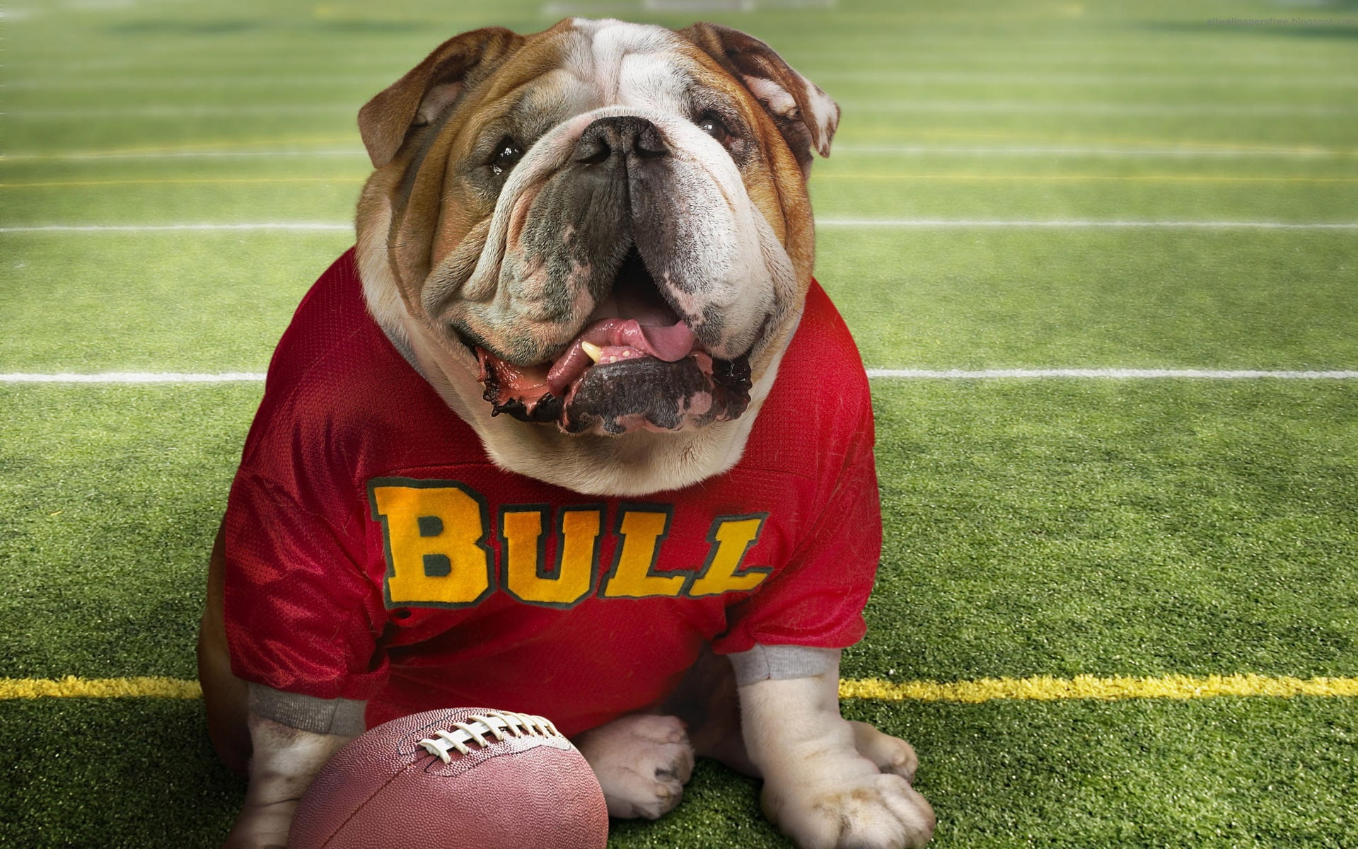 wanna, dogs, play, hd, animals, funny, basket, dog, 1080P, art, Bulldog, HD Wallpaper
