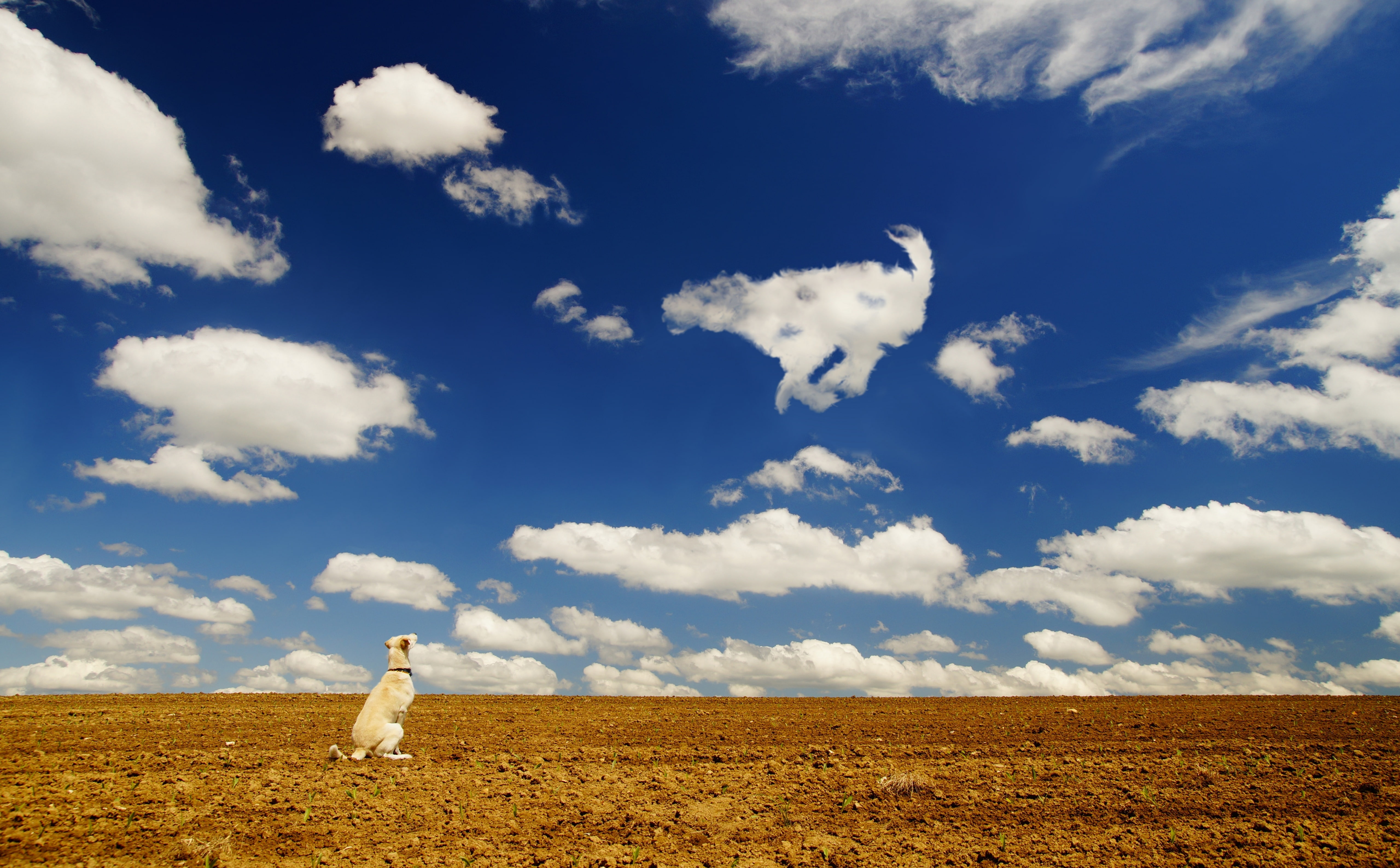 domestic, domestic animals, Field, Play, 5K, horizon over land, Outdoor, horizon, land, hund, day, animal themes, white, Animal, scenics - nature, nature, HD Wallpaper