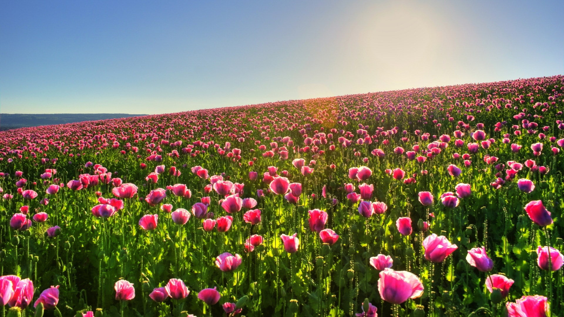widescreen nature  high resolution 1920x1080, 1080P, HD Wallpaper