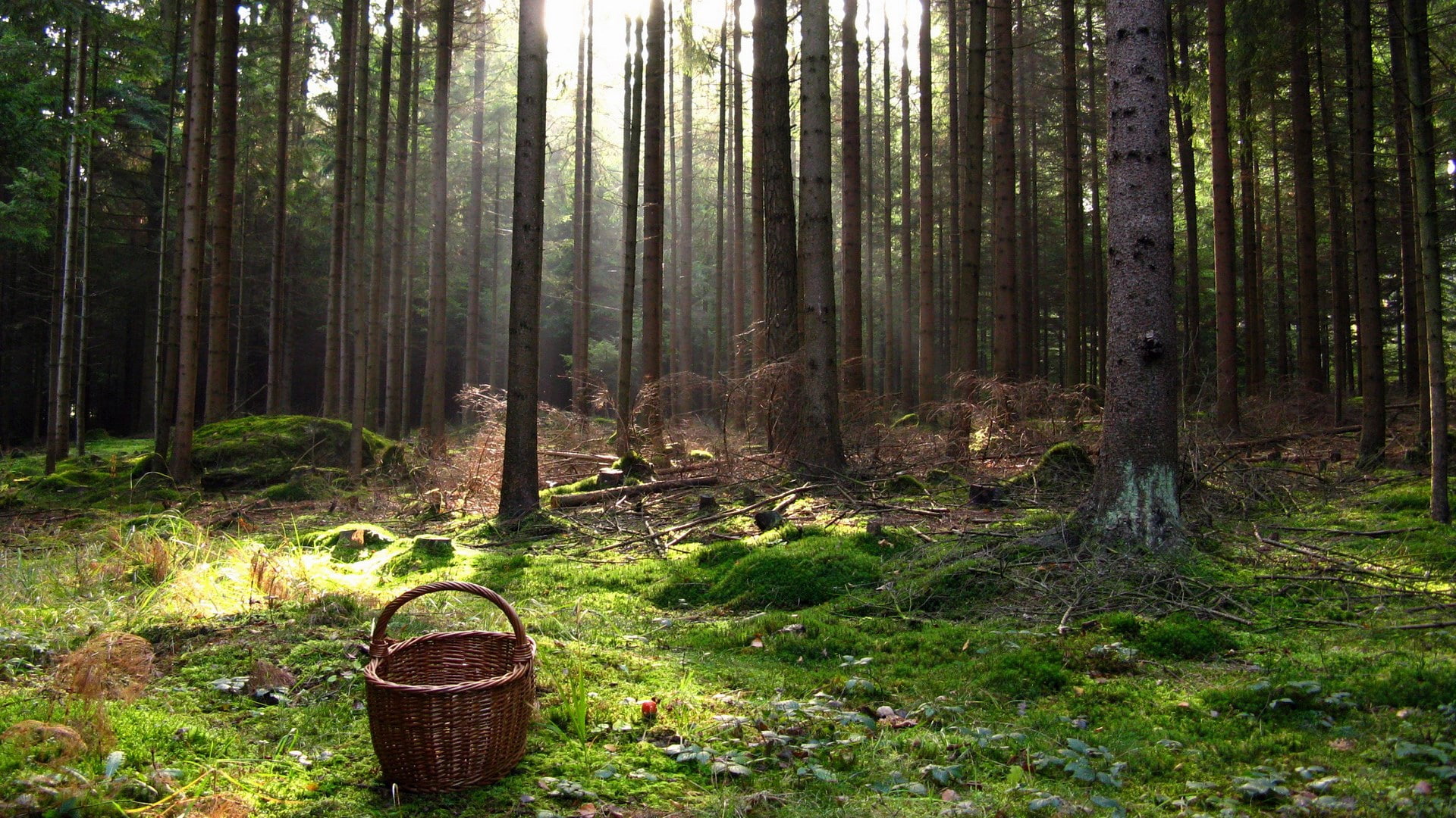 widescreen nature  high resolution 1920x1080, 1080P, HD Wallpaper