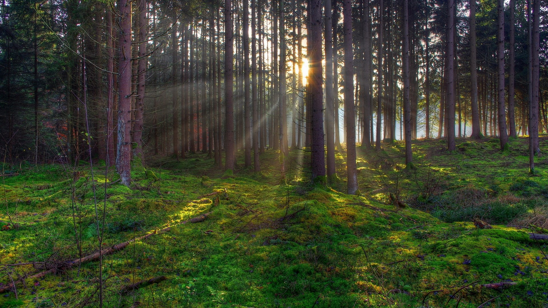 tranquil scene, non-urban scene, idyllic, no people, sunbeam, outdoors, widescreen nature  high resolution 1920x1080, tranquility, plant, forest, nature, HD Wallpaper