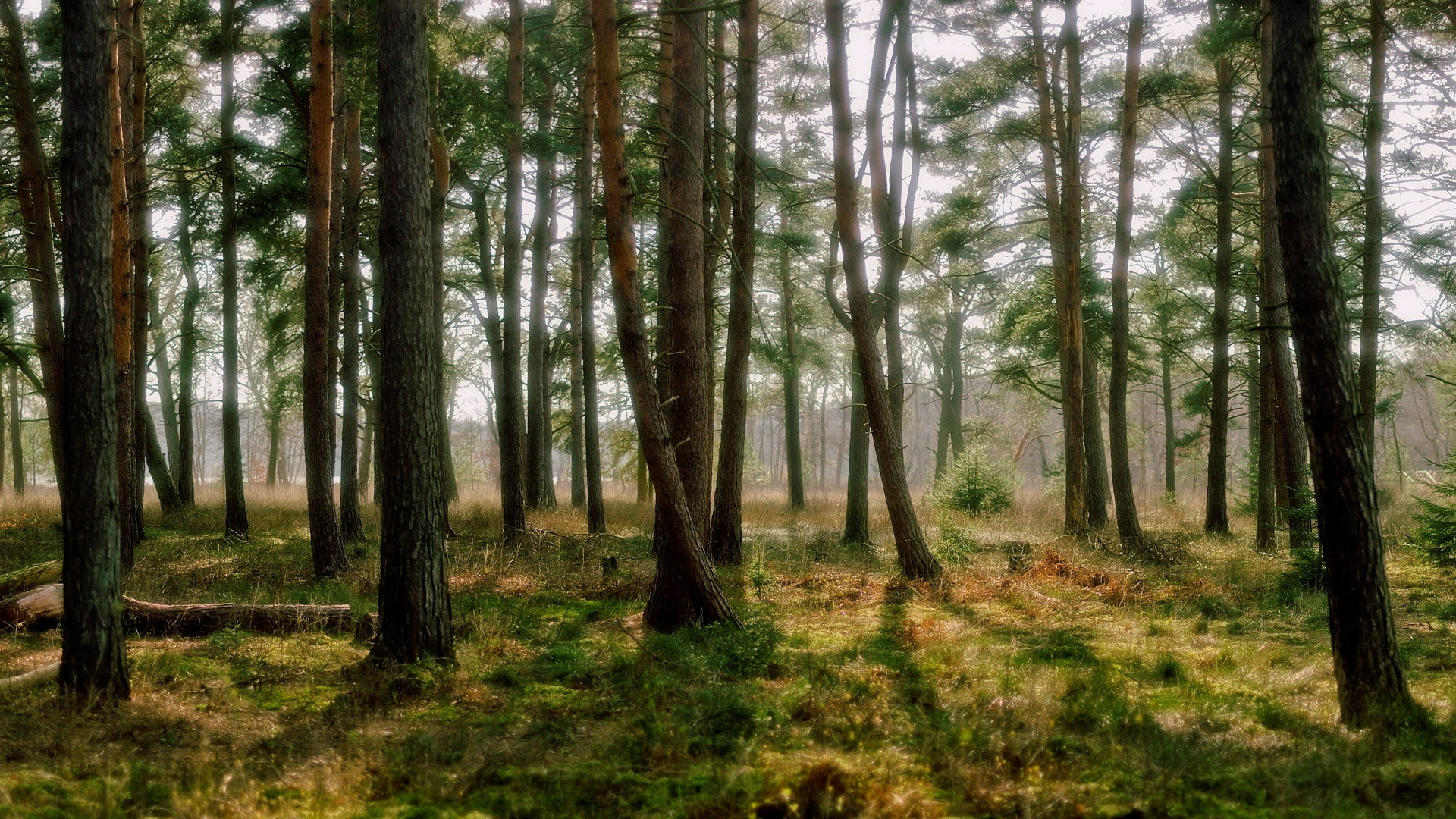 widescreen nature  high resolution 1920x1080, 1080P, HD Wallpaper