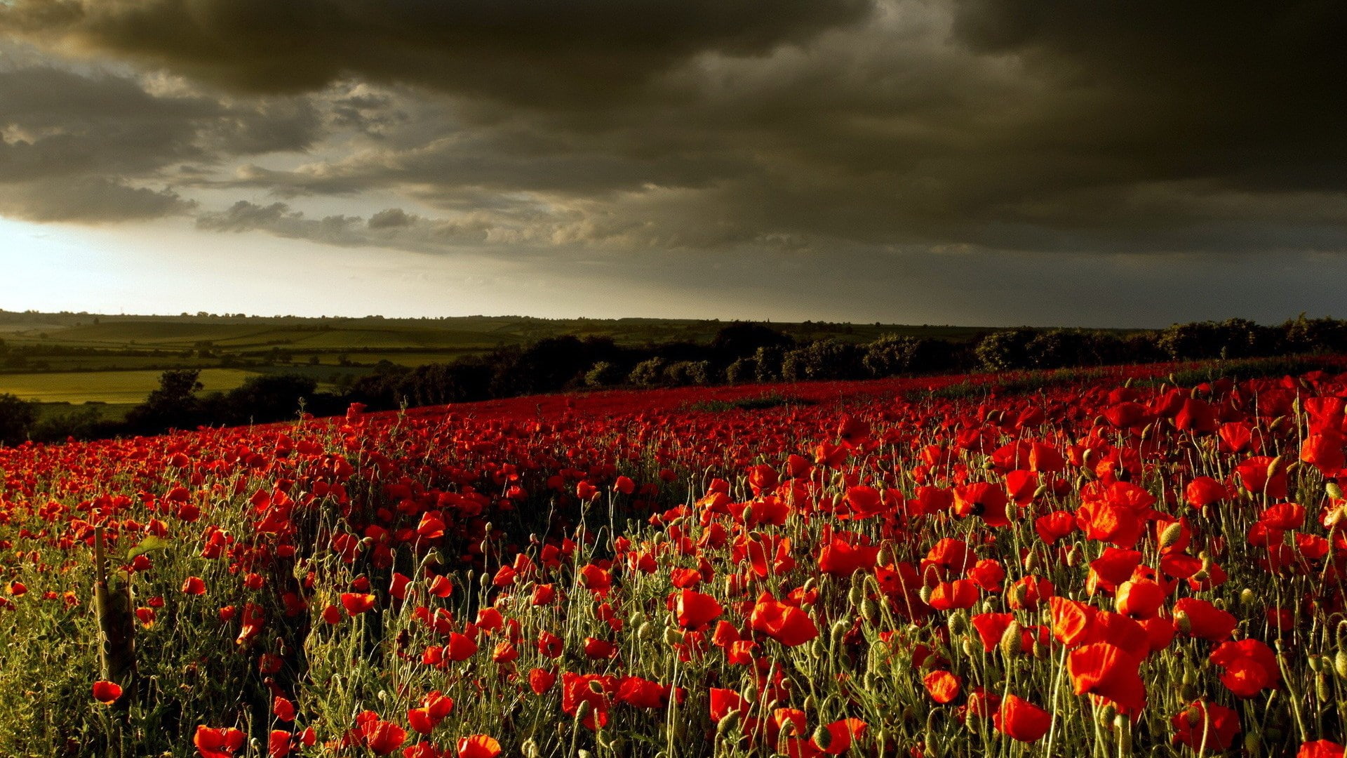 tranquility, environment, growth, cloud - sky, springtime, no people, flower head, widescreen nature  high resolution 1920x1080, red, outdoors, freshness, HD Wallpaper