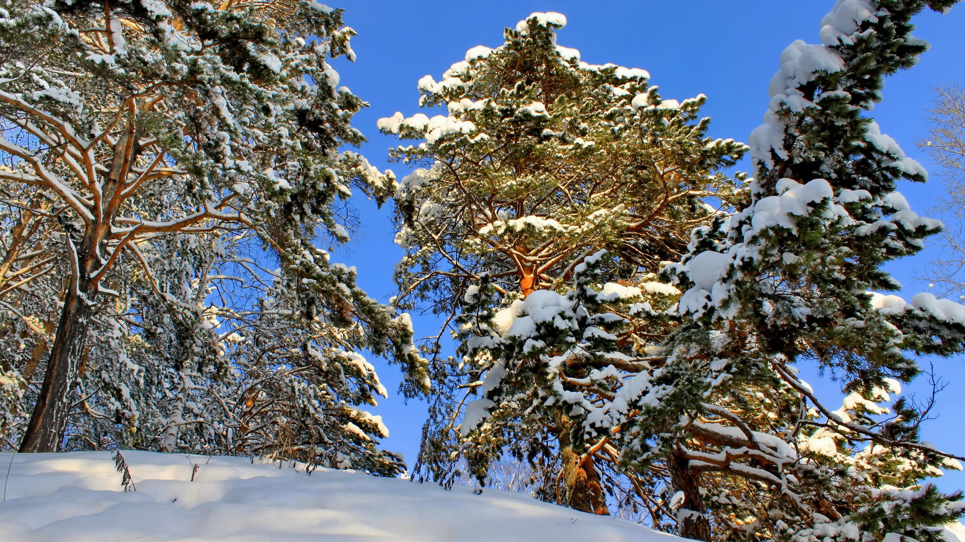 nature, growth, sunlight, outdoors, snow, beauty in nature, tree, sky, widescreen nature  high resolution 1920x1080, cold temperature, winter, low angle view, HD Wallpaper