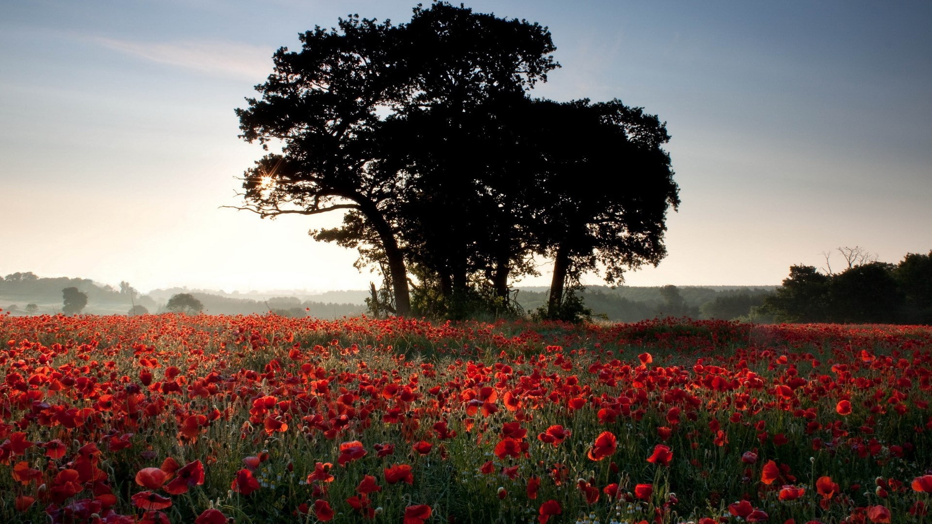 widescreen nature  high resolution 1920x1080, 1080P, HD Wallpaper