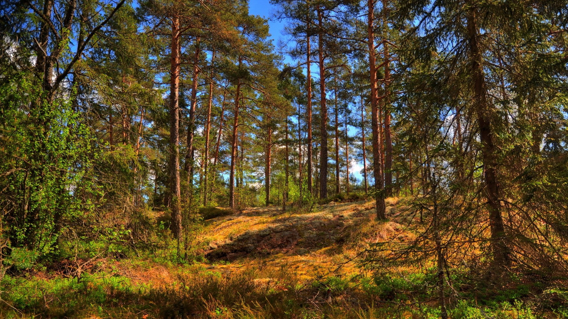 change, idyllic, day, beauty in nature, outdoors, no people, growth, sunlight, tranquility, tree, tree trunk, environment, scenics - nature, tranquil scene, HD Wallpaper