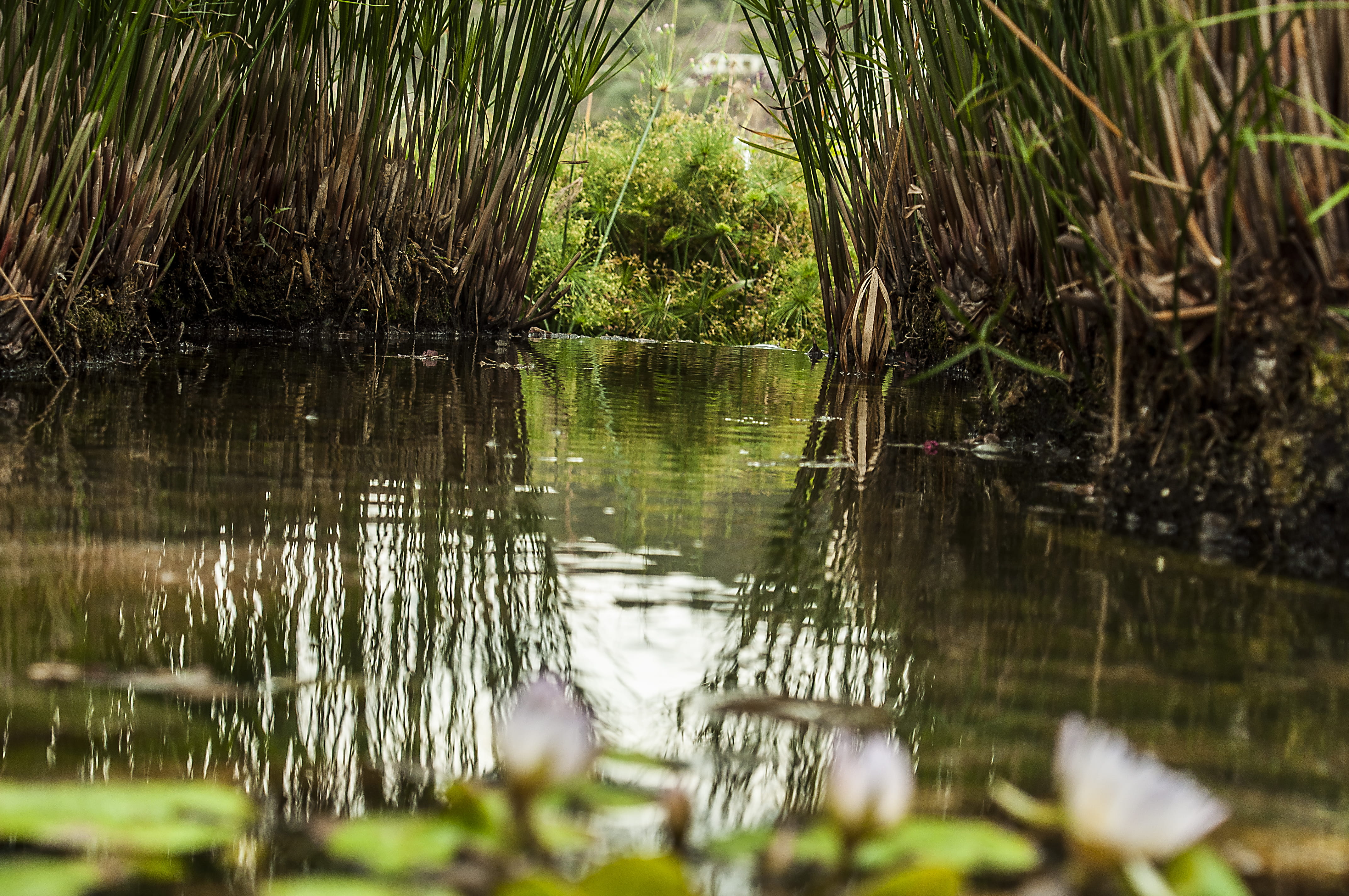 scenics - nature, 4K, beauty in nature, nature, green color, green, day, reflection, plants, oxygen, root, lake, tree, lifetime, no people, non-urban scene, HD Wallpaper