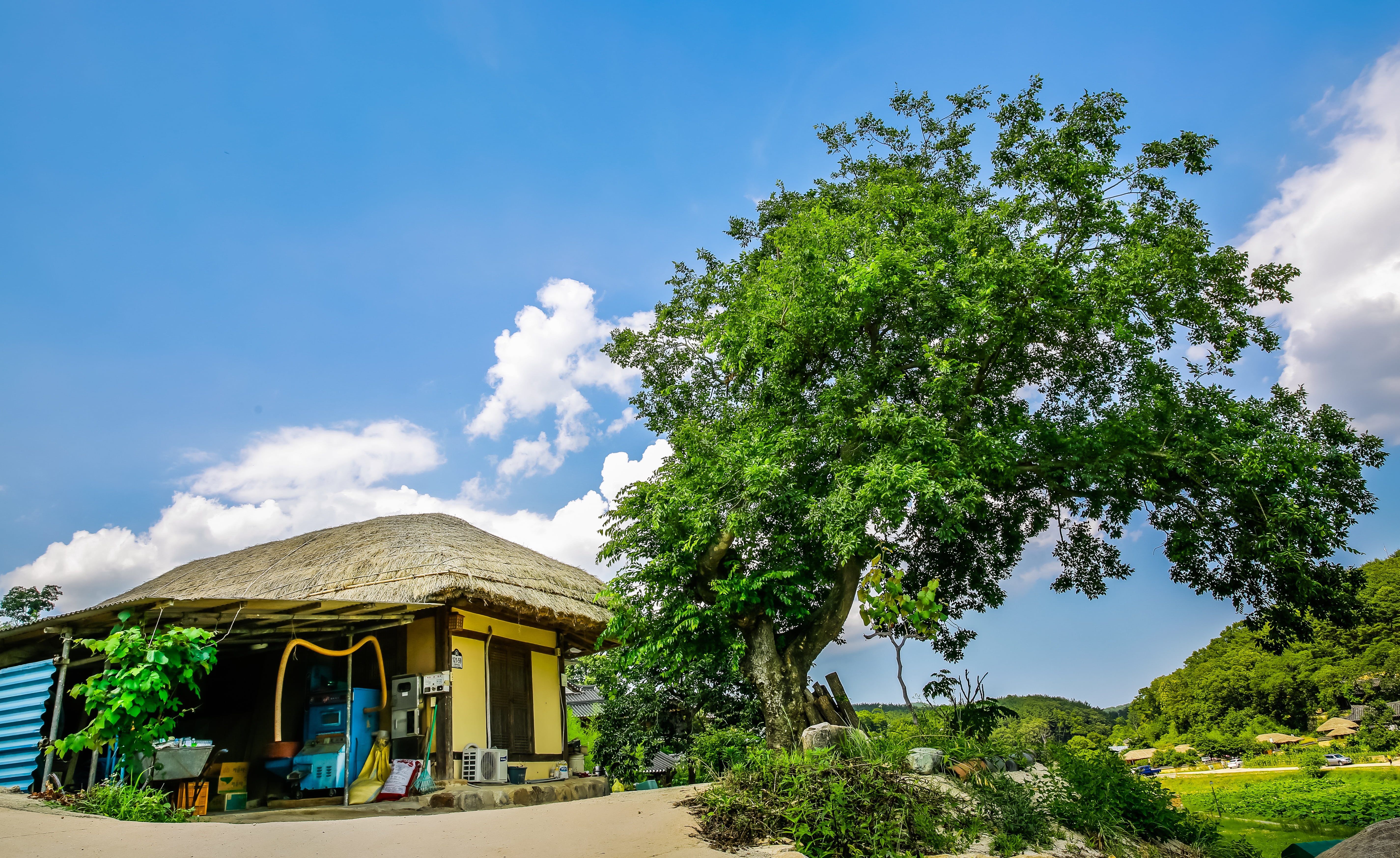 sunlight, south korea, house, beauty in nature, tree, the village, the world gi, long lifetime, nature, outdoors, folk, no people, green, land, history, HD Wallpaper