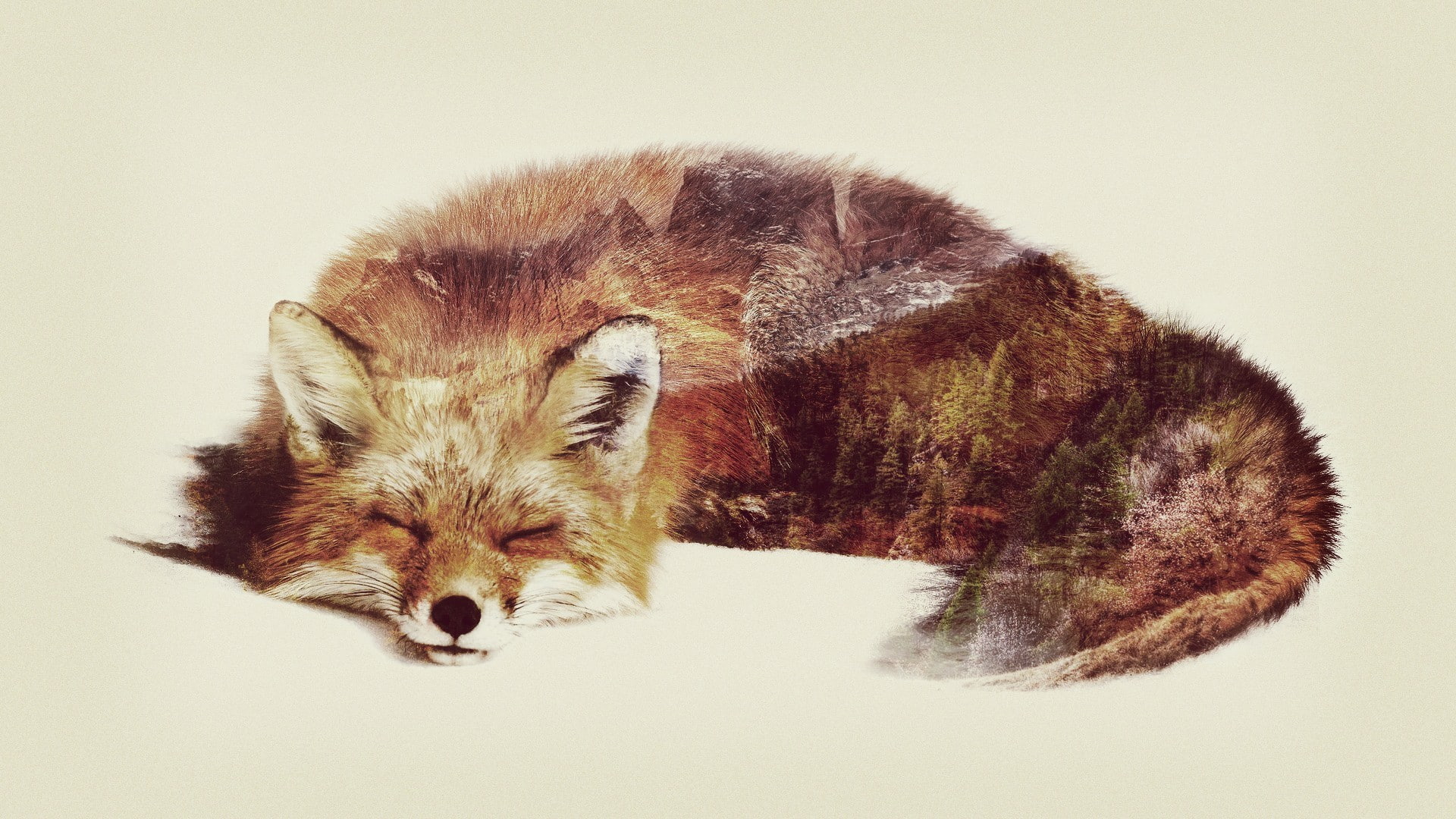 fox, 1080P, animals, double exposure, HD Wallpaper