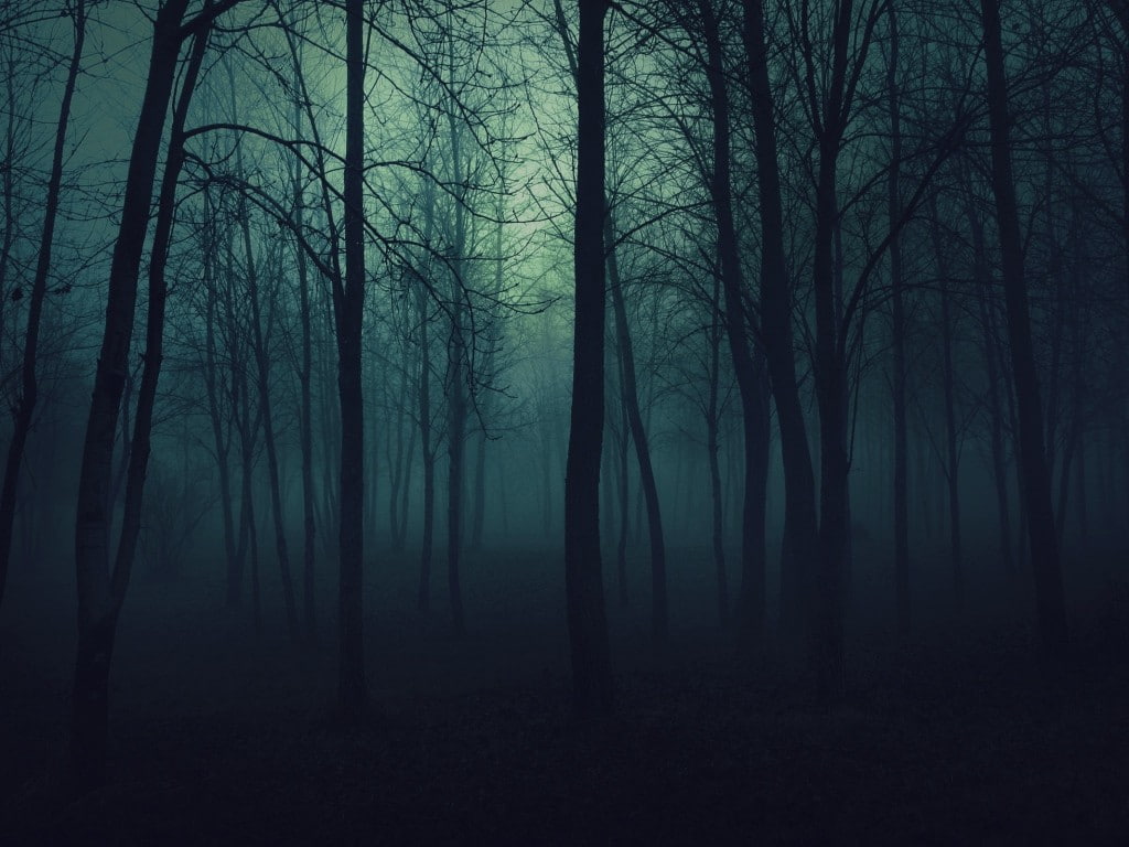 hazy, no people, tree, landscape, trunk, plant, outdoors, land, tranquility, tranquil scene, tree trunk, forest clearing, mystery, scenics - nature, nature, HD Wallpaper