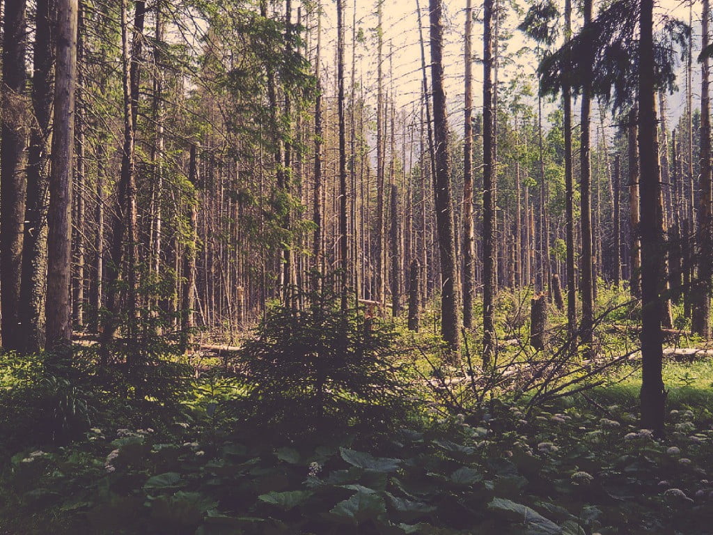 season, tranquil Scene, footpath, morning, Poland, sunlight, environment, green, forest clearing, sunrise - Dawn, trunk, woodland, green Color, non-Urban Scene, HD Wallpaper