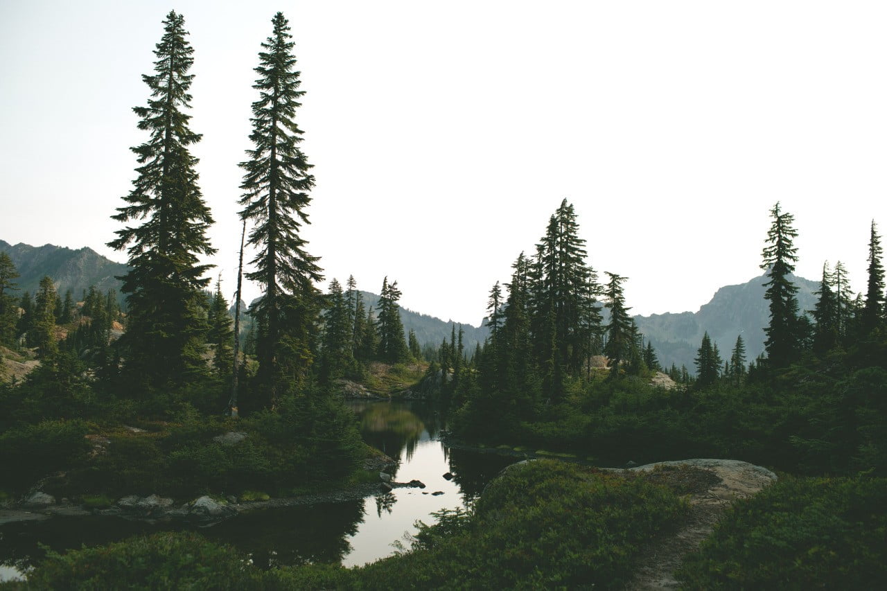 nature, day, sky, idyllic, scenics - nature, outdoors, no people, coniferous tree, pine, tranquility, non-urban scene, growth, trees, green color, beauty in nature, HD Wallpaper