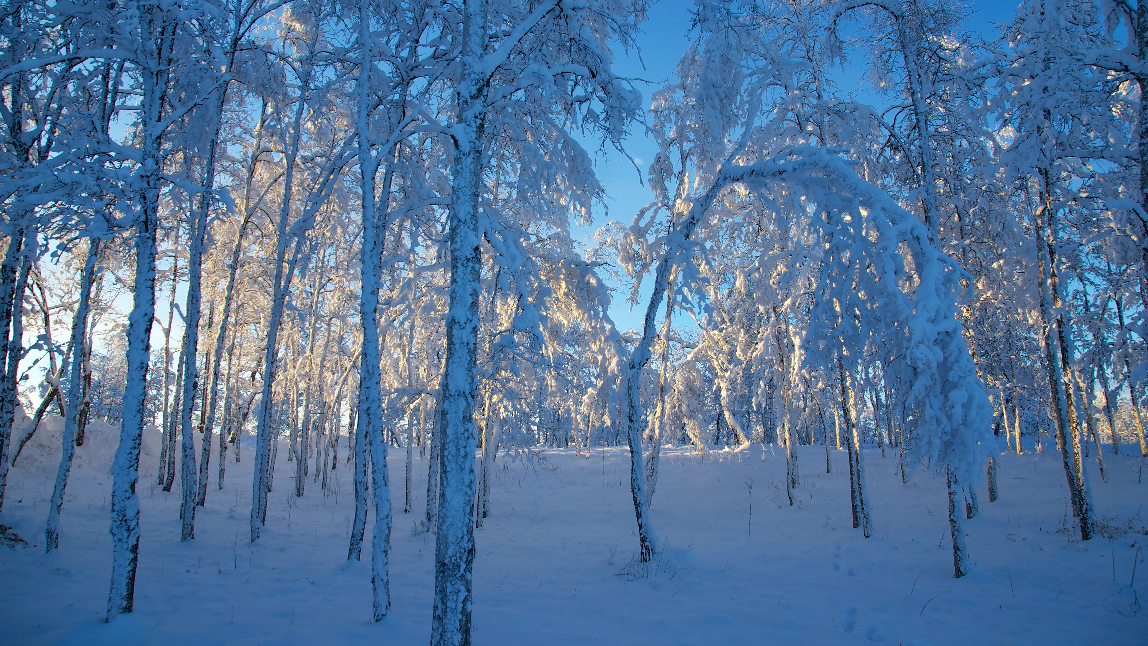 no people, pine tree, cold temperature, white color, blue, scenics - nature, seasons, land, ice, 4K, environment, pine woodland, plant, non-urban scene, HD Wallpaper