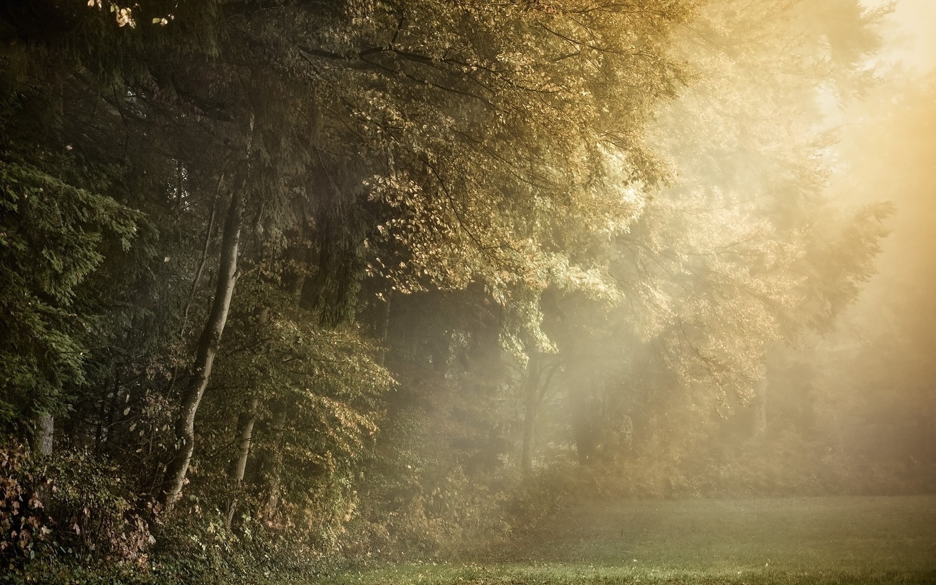 plant, idyllic, outdoors, forest, beauty in nature, day, sunbeam, scenics - nature, nature, fog, tranquility, rainforest, tree, plants, land, trees, non-urban scene, HD Wallpaper