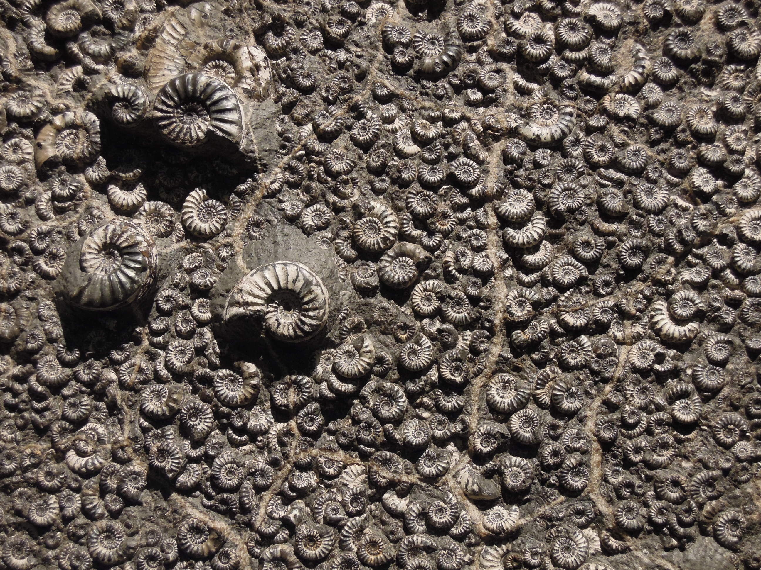 beauty in nature, photography, 2K, backgrounds, animal, natural pattern, outdoors, marine, close, fossil, floral pattern, full frame, nature, shells, shell, HD Wallpaper