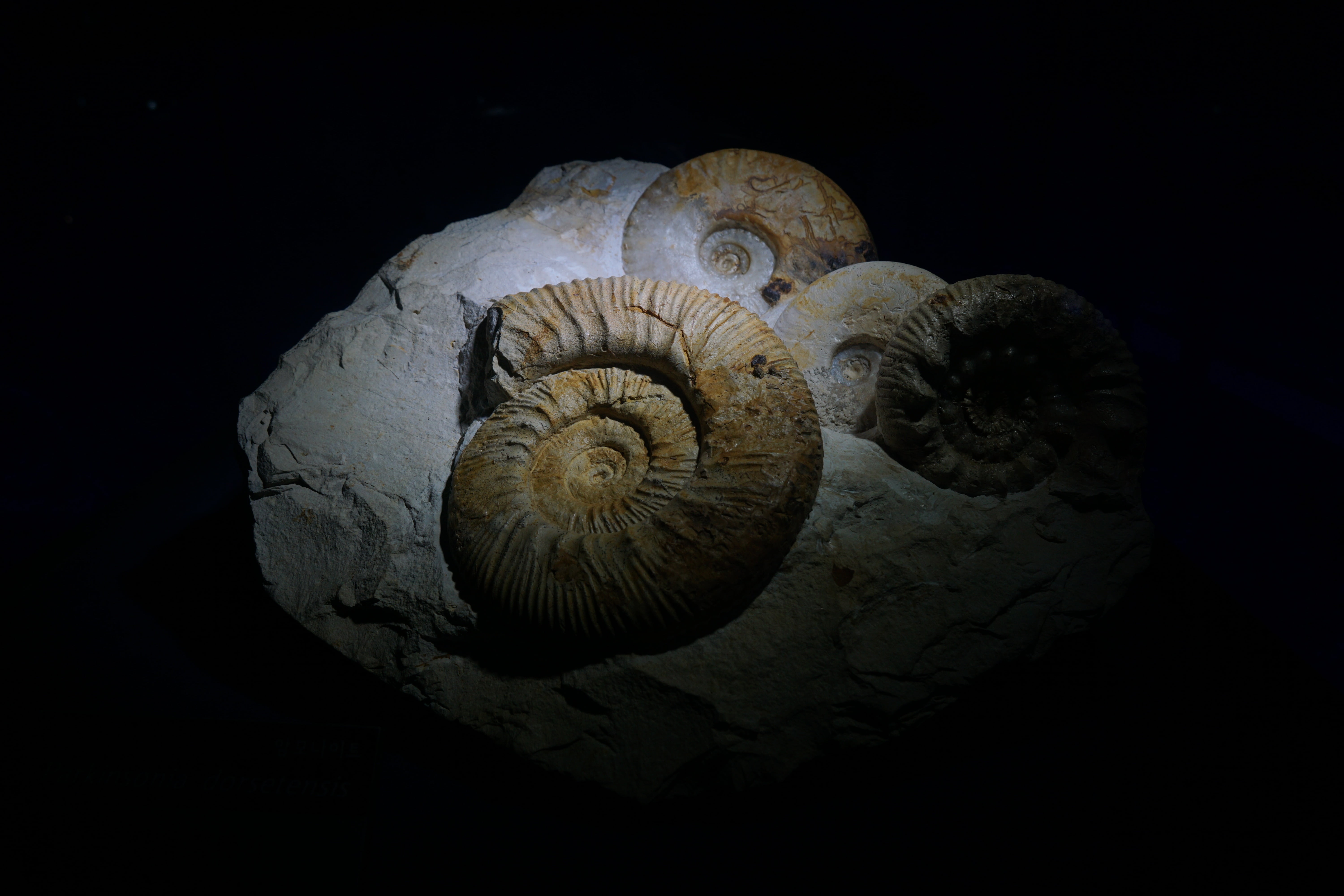 animal, close-up, studio shot, 5K, nature, snail, the past, fossil, sea creature, still life, animal wildlife, extinct, ancient, animal themes, ammonites, HD Wallpaper