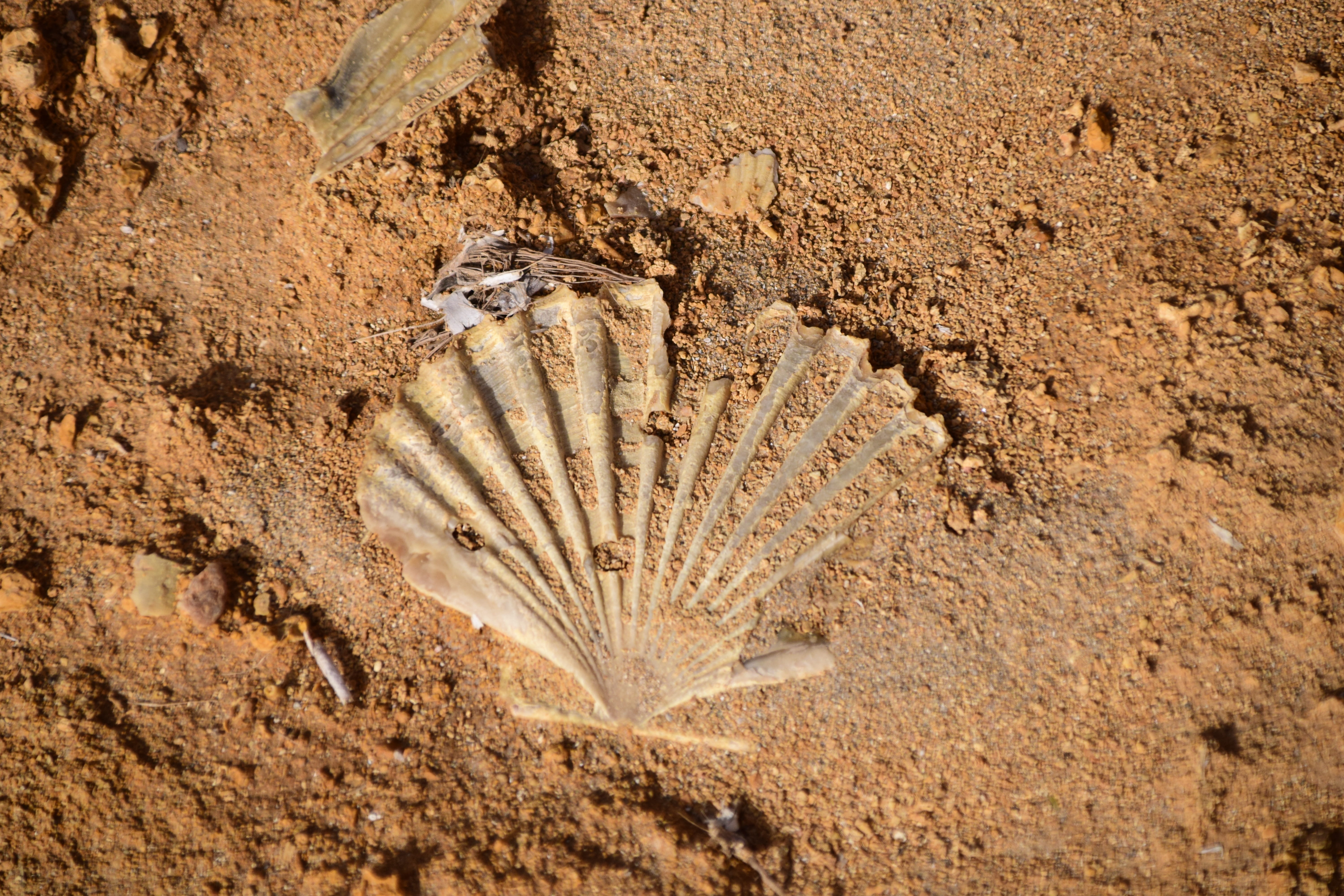 ancient, animal themes, land, nature, animal wildlife, mud, bank, outdoors, scallop, sea, extinct, close-up, arid climate, pattern, fossil, no people, Shell, HD Wallpaper