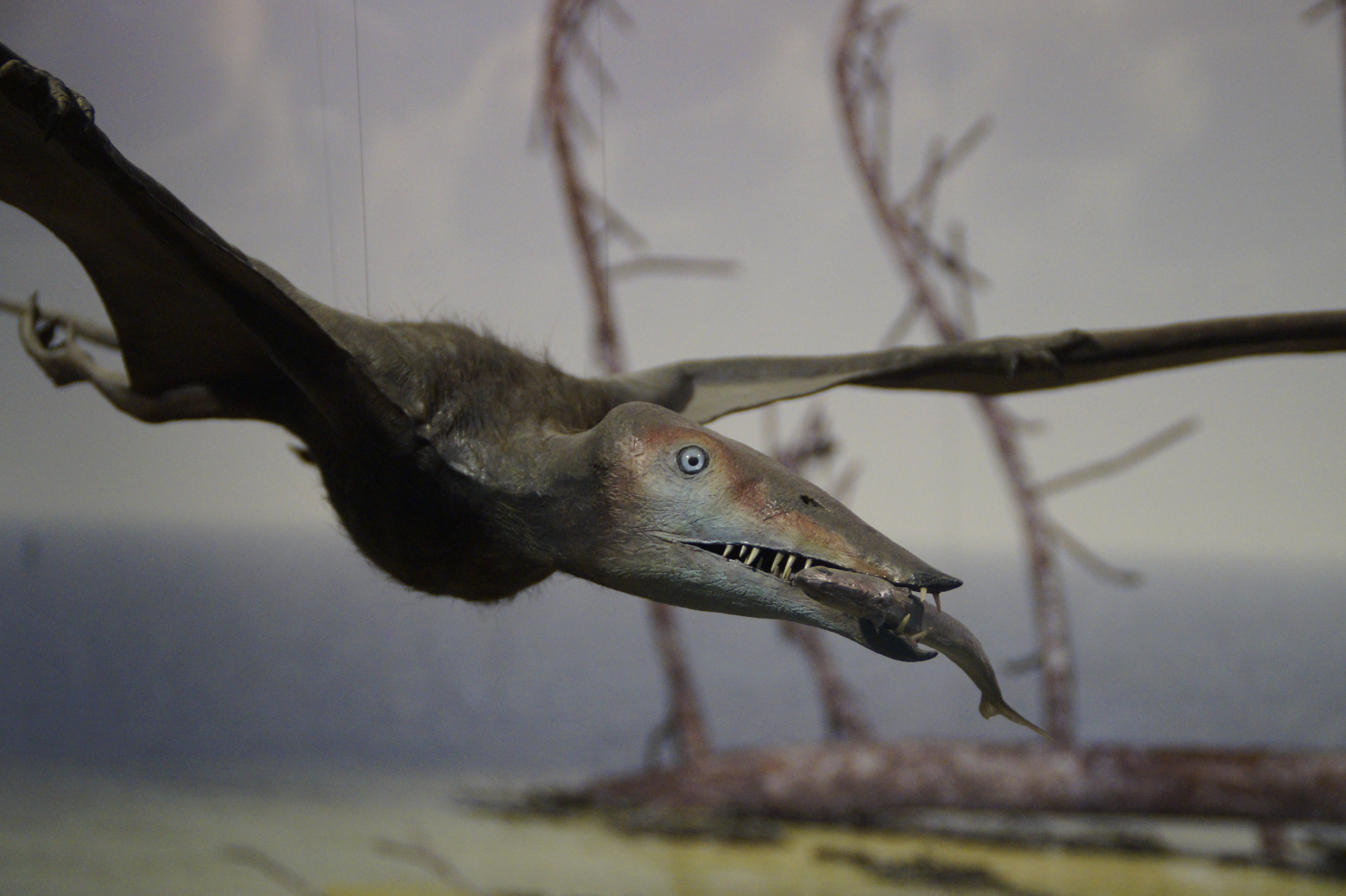fly, paleontology, nature, science, underwater, no people, branch, animals in the wild, glide, animal body part, bird, prey, tree, animal wildlife, one animal, HD Wallpaper