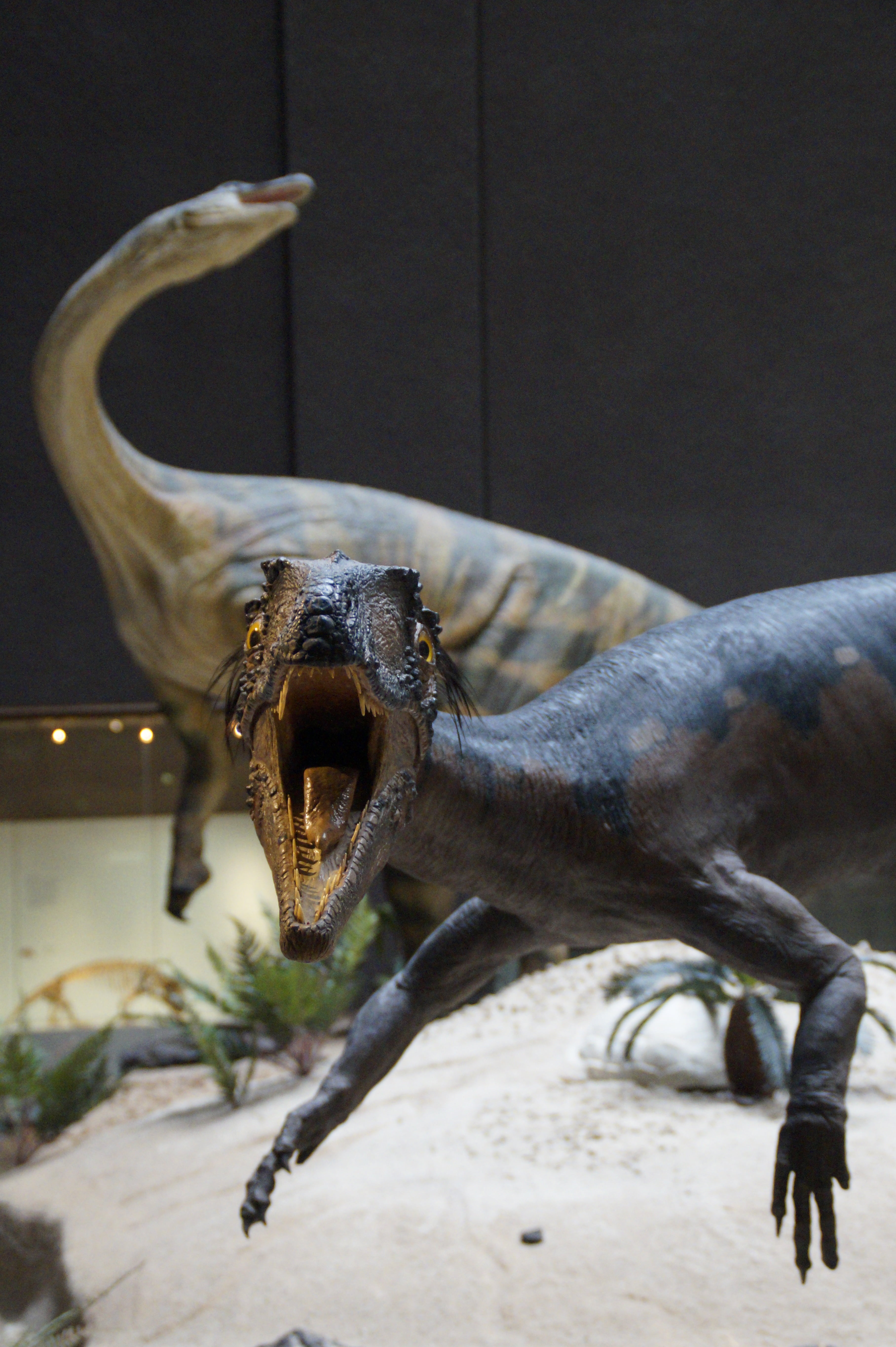lizard, natural history museum, replica, animal, museum of natural history, no people, bone, urtier, vertebrate, herbivores, mouth, animal themes, animals in the wild, Phone HD Wallpaper