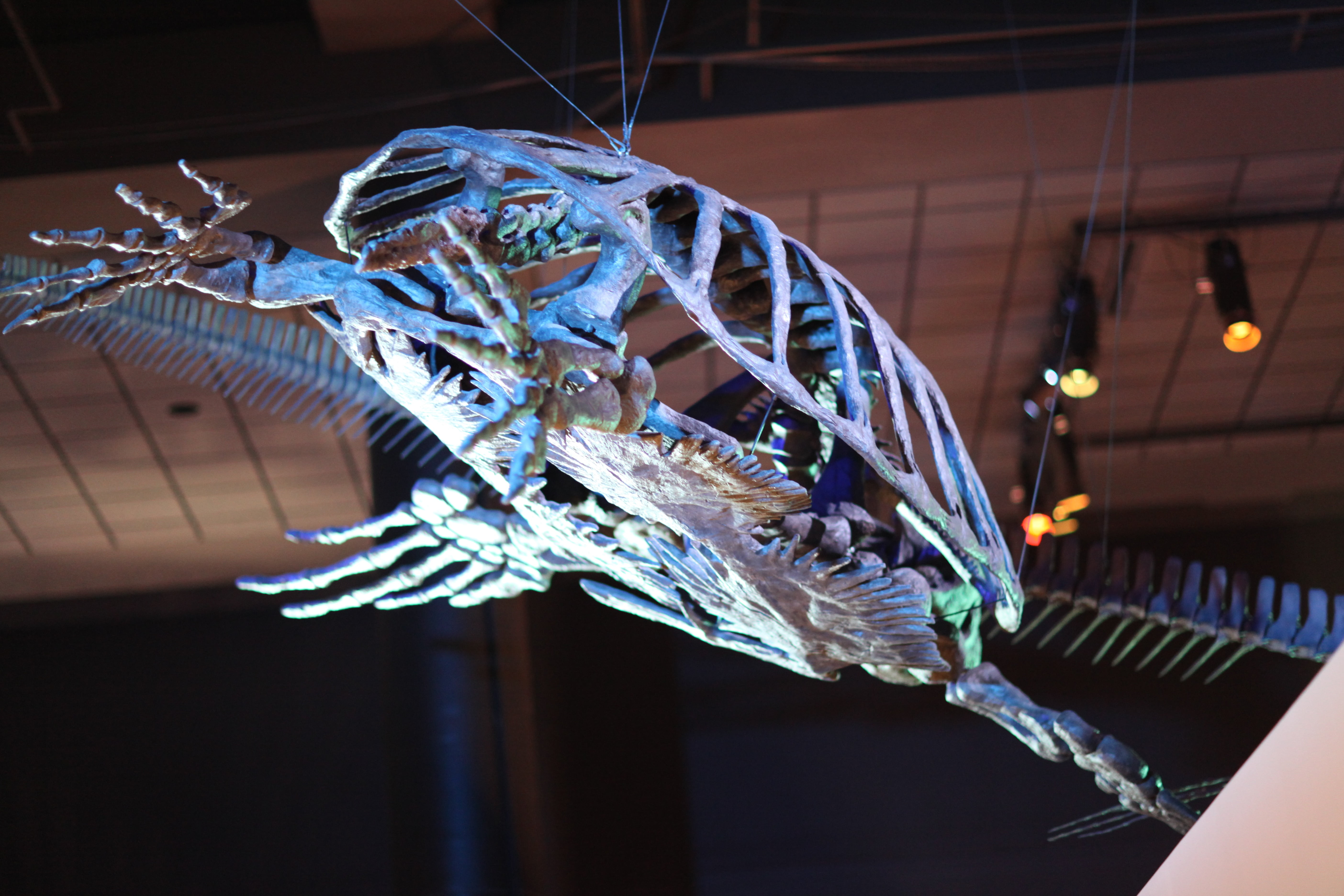 skeleton, indoors, bone, old, no people, sea, prehistoric, archeology, animal representation, blue, technology, art and craft, animal, representation, reptile, HD Wallpaper