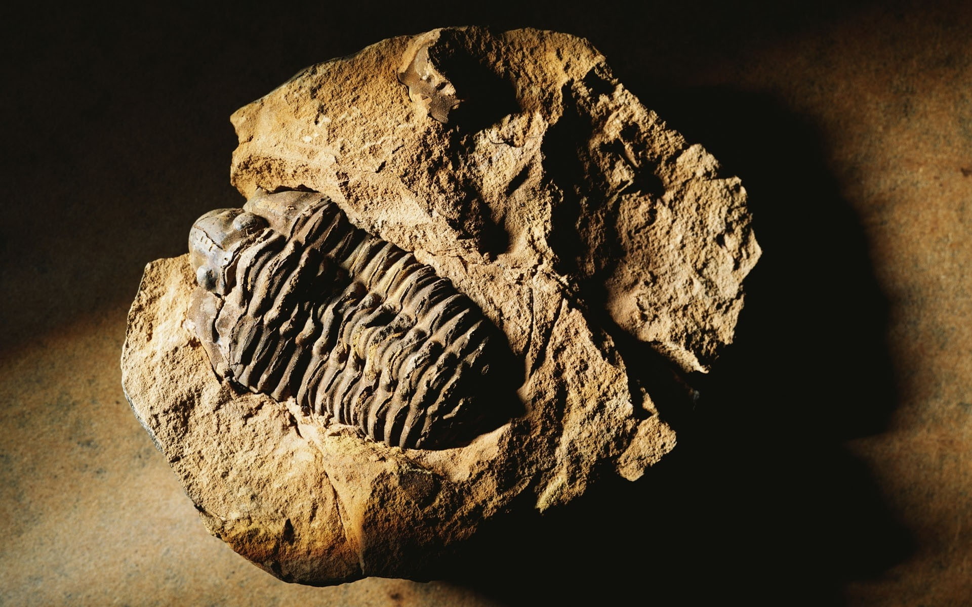 Rough, Metal, geology, paleontology, Surface, black background, extinct, history, Shape, solid, Stone, indoors, nature, fossil, ancient, 1080P, Ribbed, HD Wallpaper