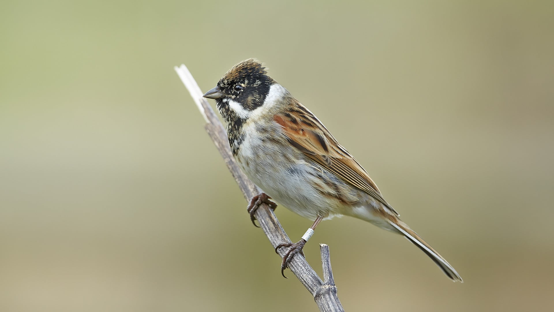 animal, animals, day, branch, focus on foreground, side view, birds, sparrow, no people, perching, close-up, full length, animal themes, songbird, one animal, HD Wallpaper