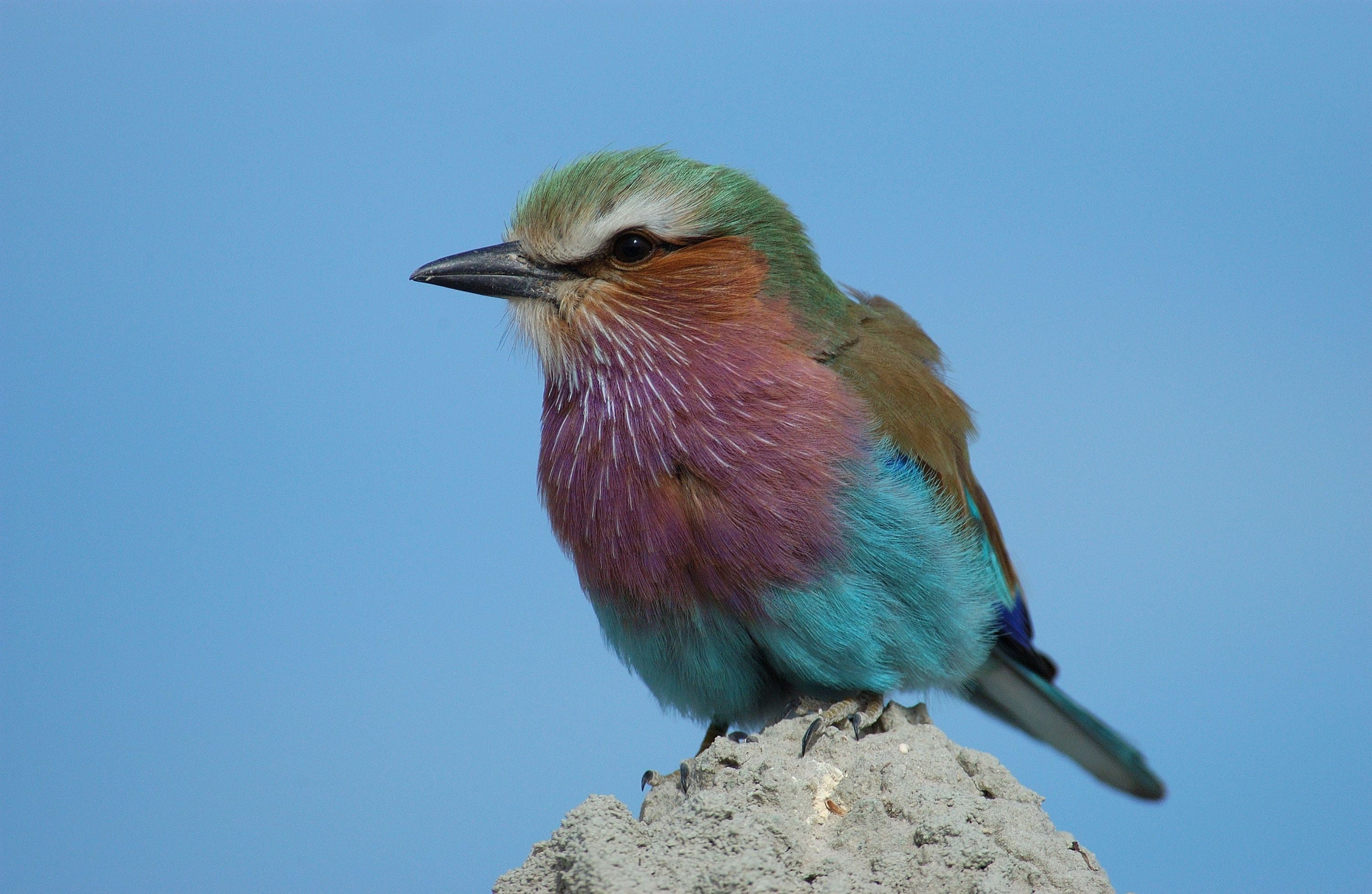2K, clear sky, animal, no people, looking away, animal themes, bird, animals in the wild, profile view, animals, birds, songbird, animal wildlife, multicolored, HD Wallpaper