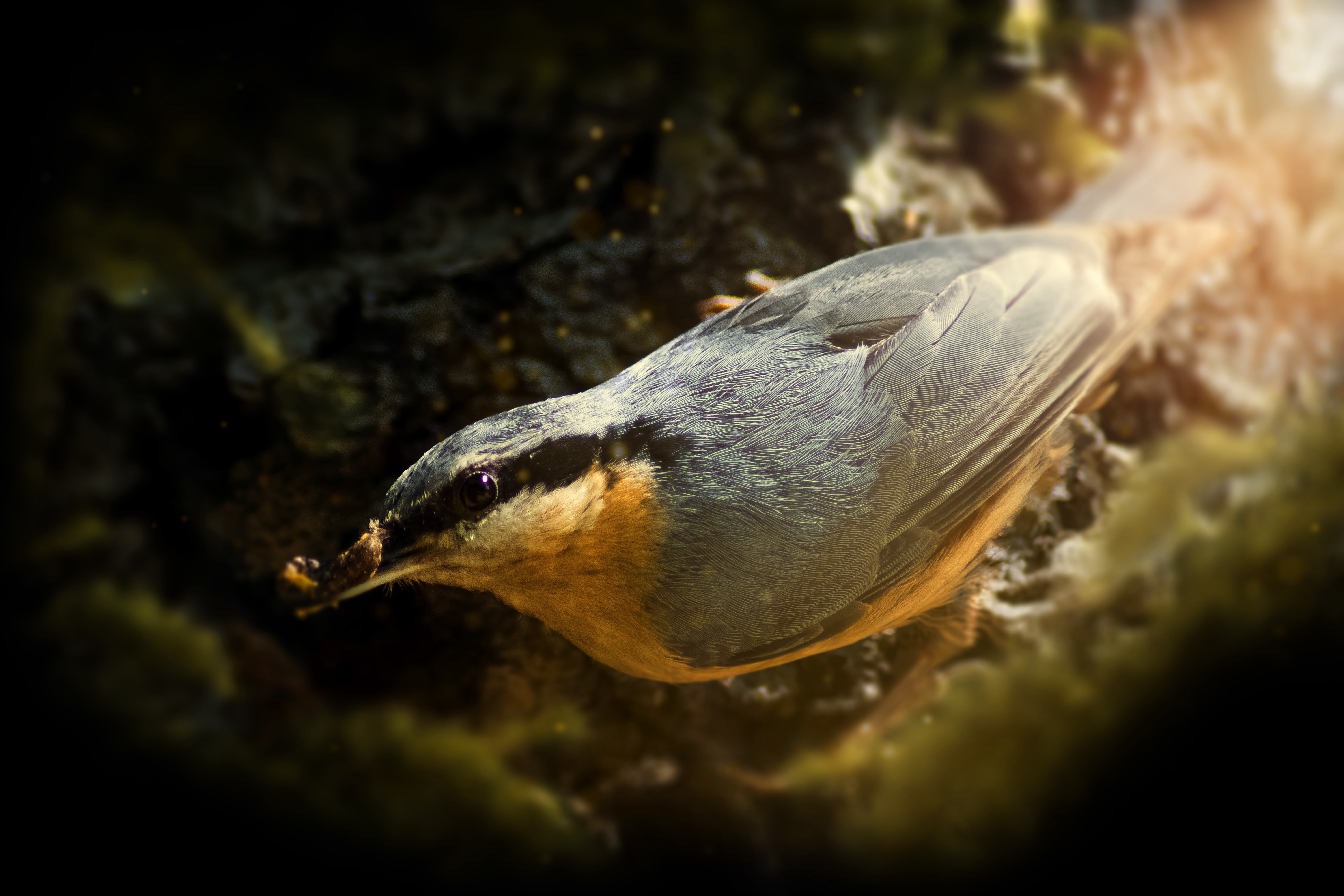 5K, Songbirds, Macro, Nest, 5K, HD Wallpaper