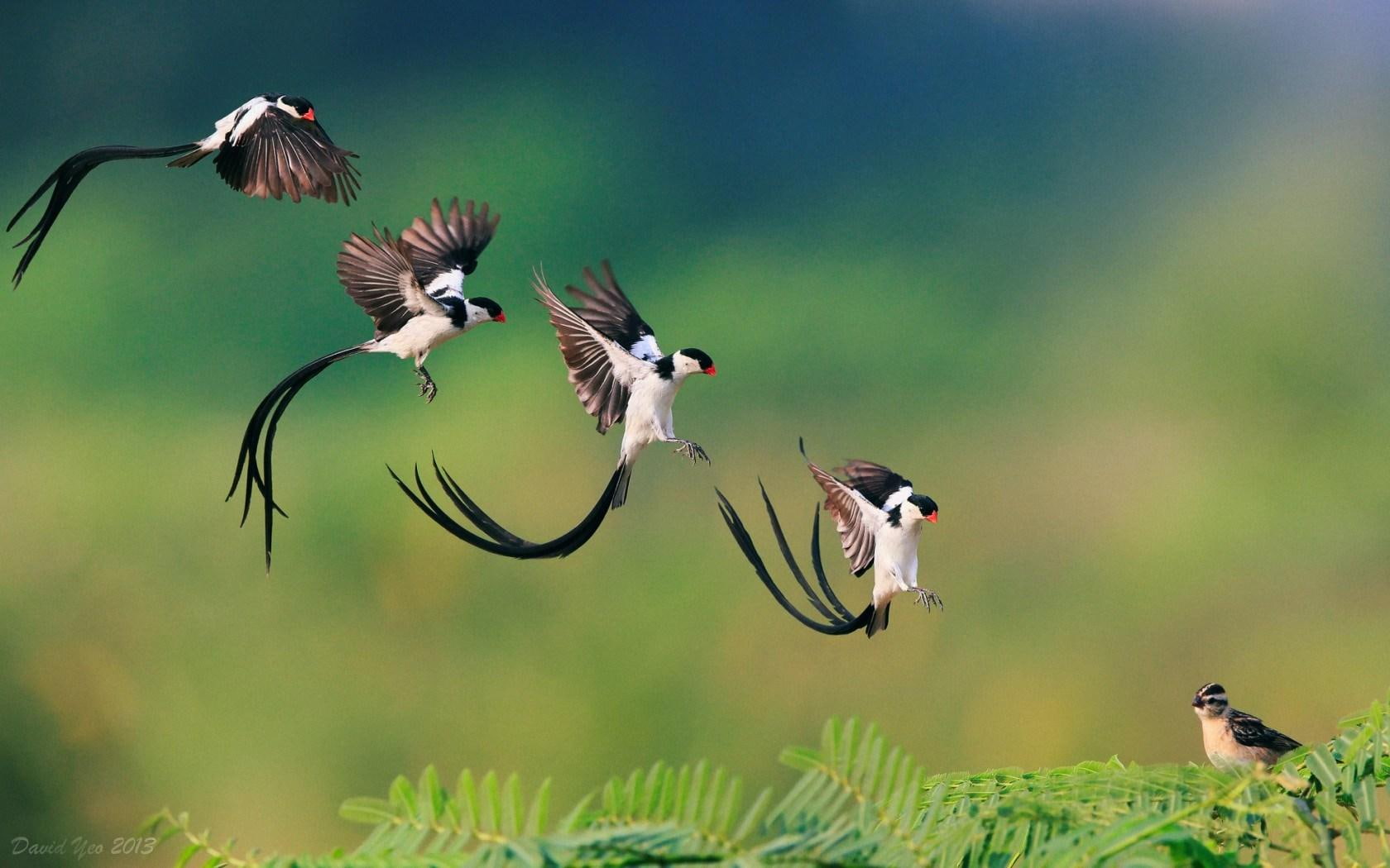 songbird, tailed, pin, 720P, whydah, pin-tailed, HD Wallpaper